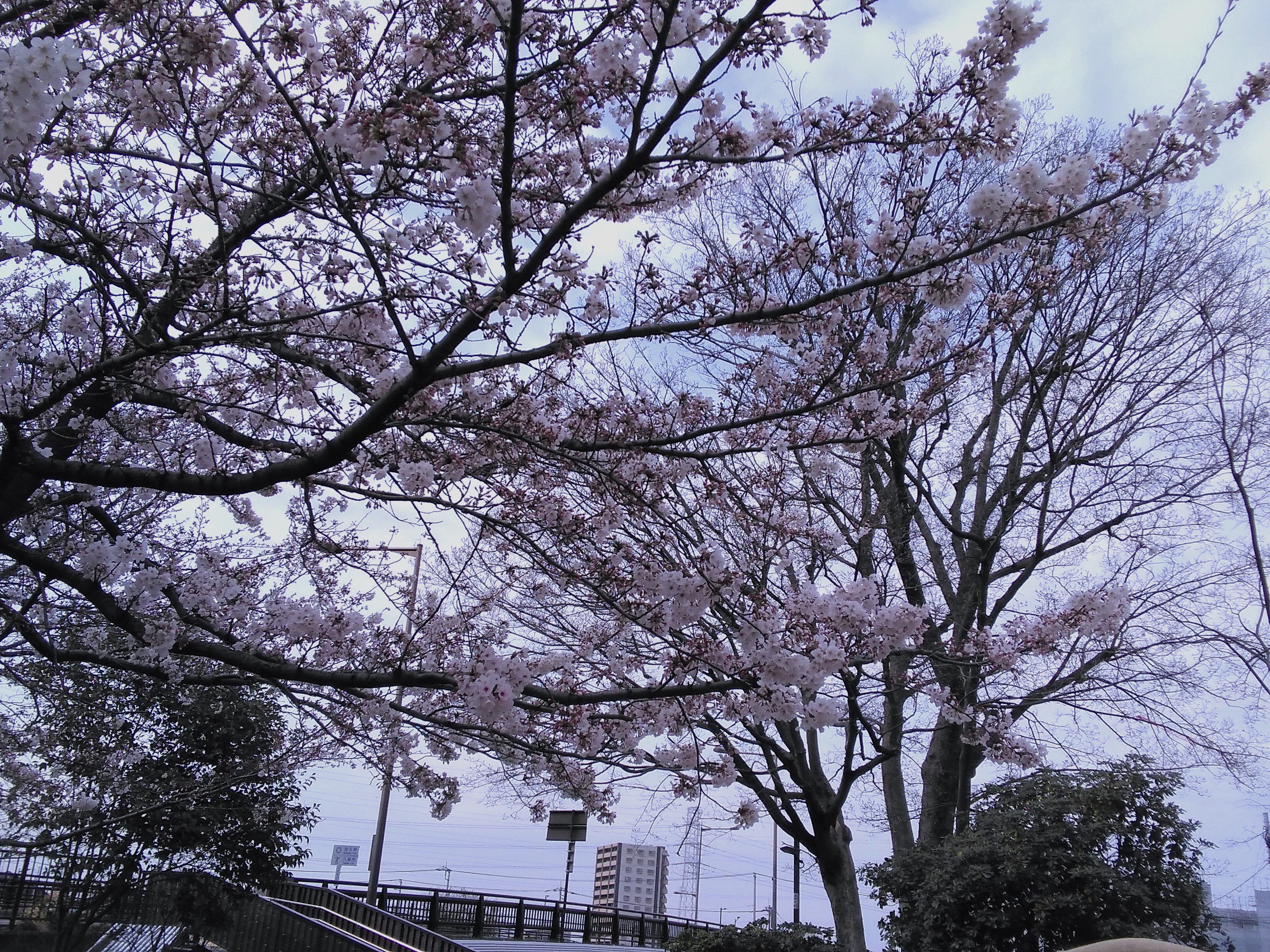 近所の公園の桜の木は…