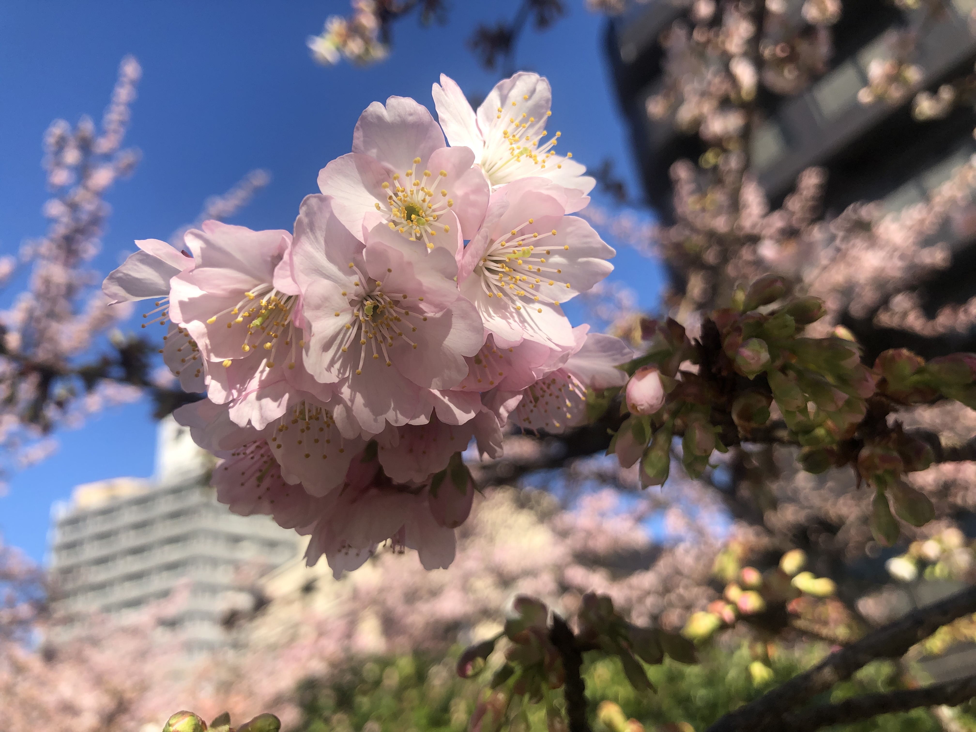 熱海桜が咲きました❀