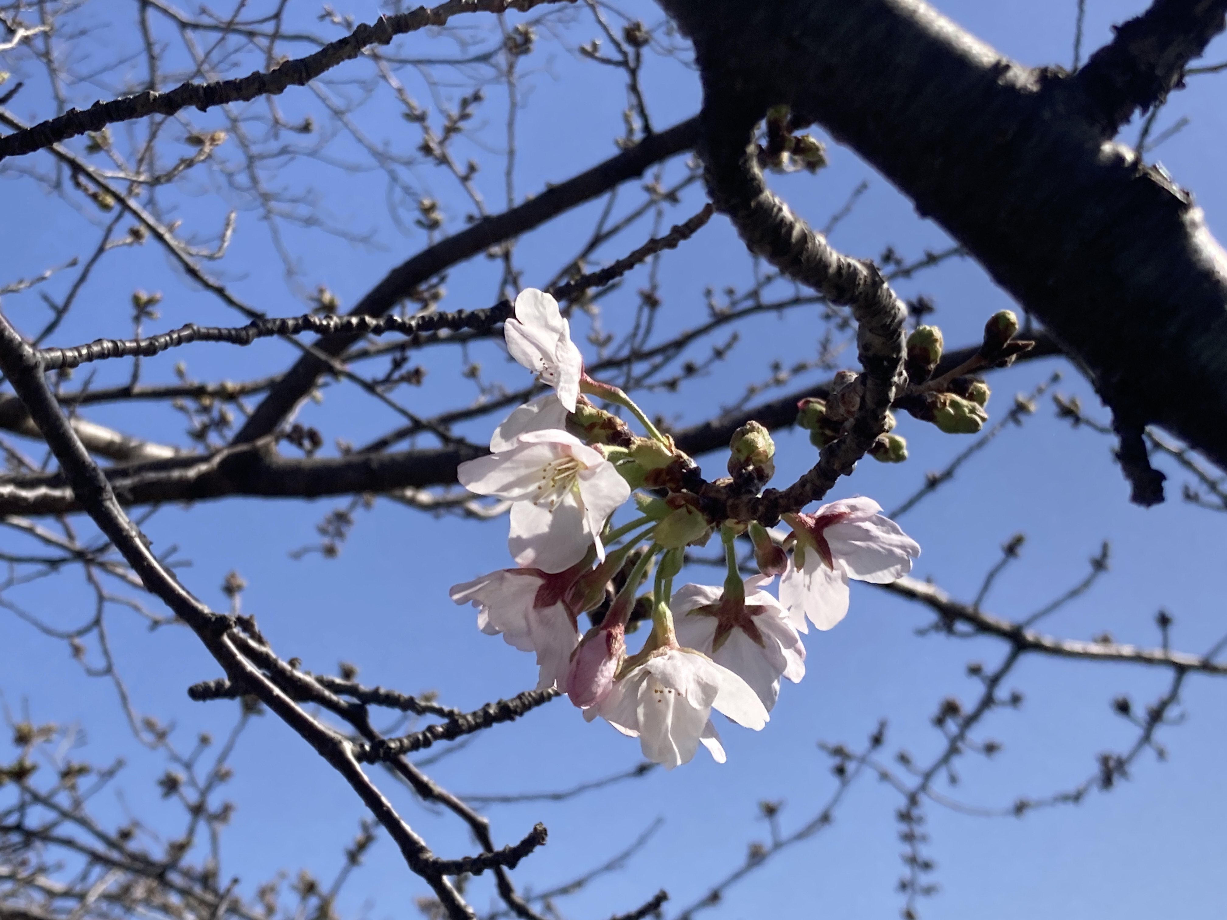 川沿いの桜、咲きはじめました♪