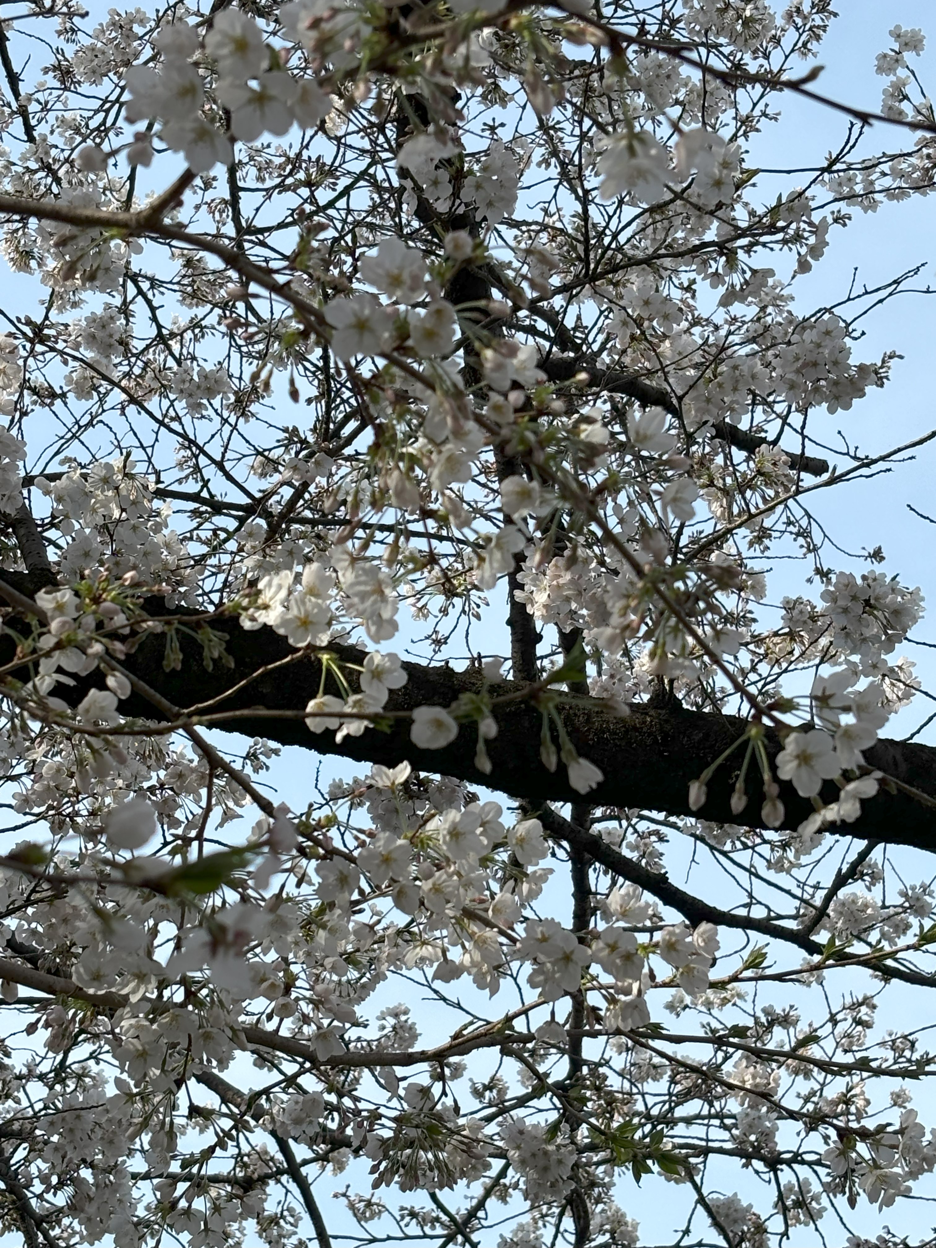 桜を見に行きました🌸