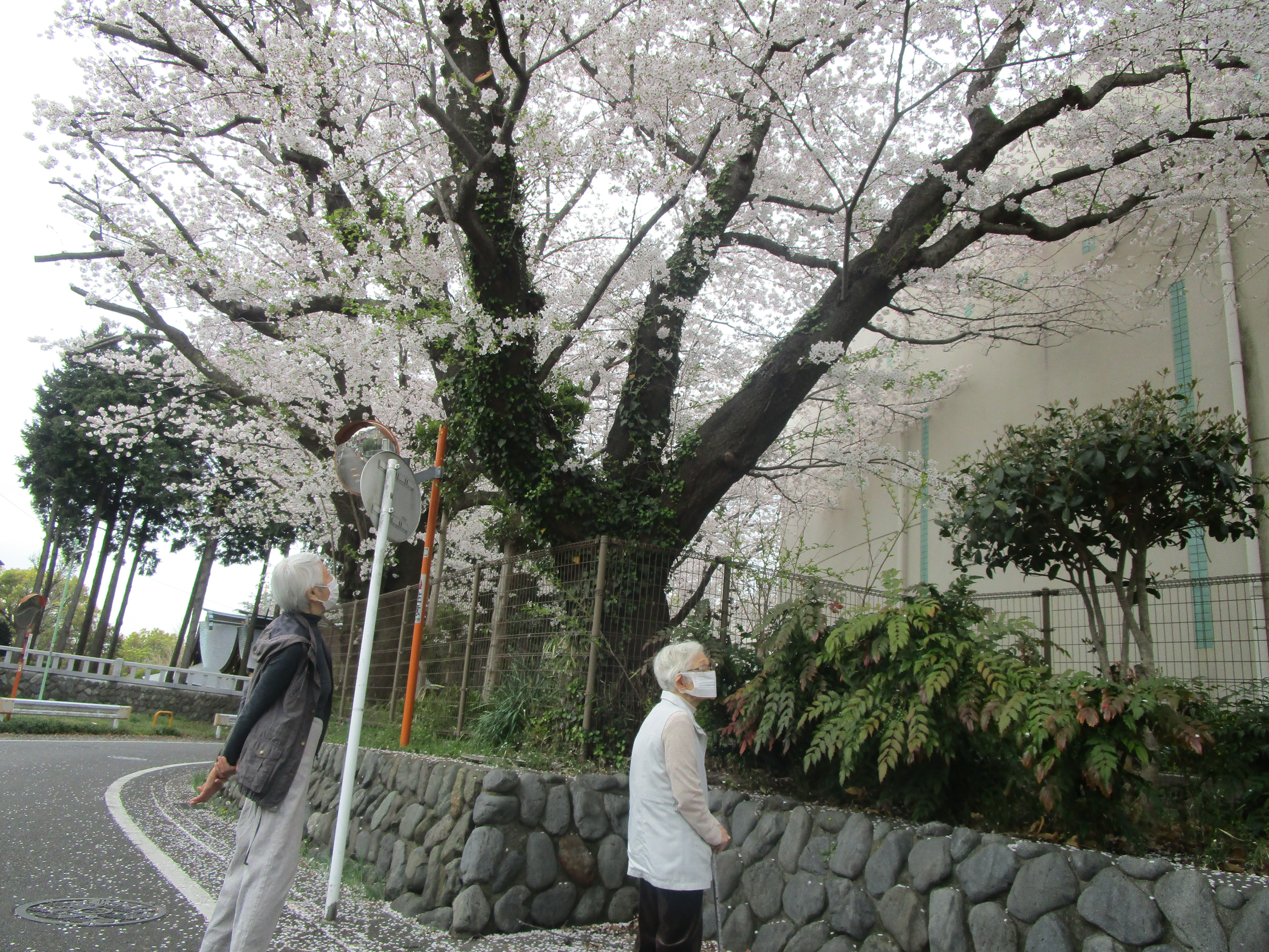 お散歩して桜！満開