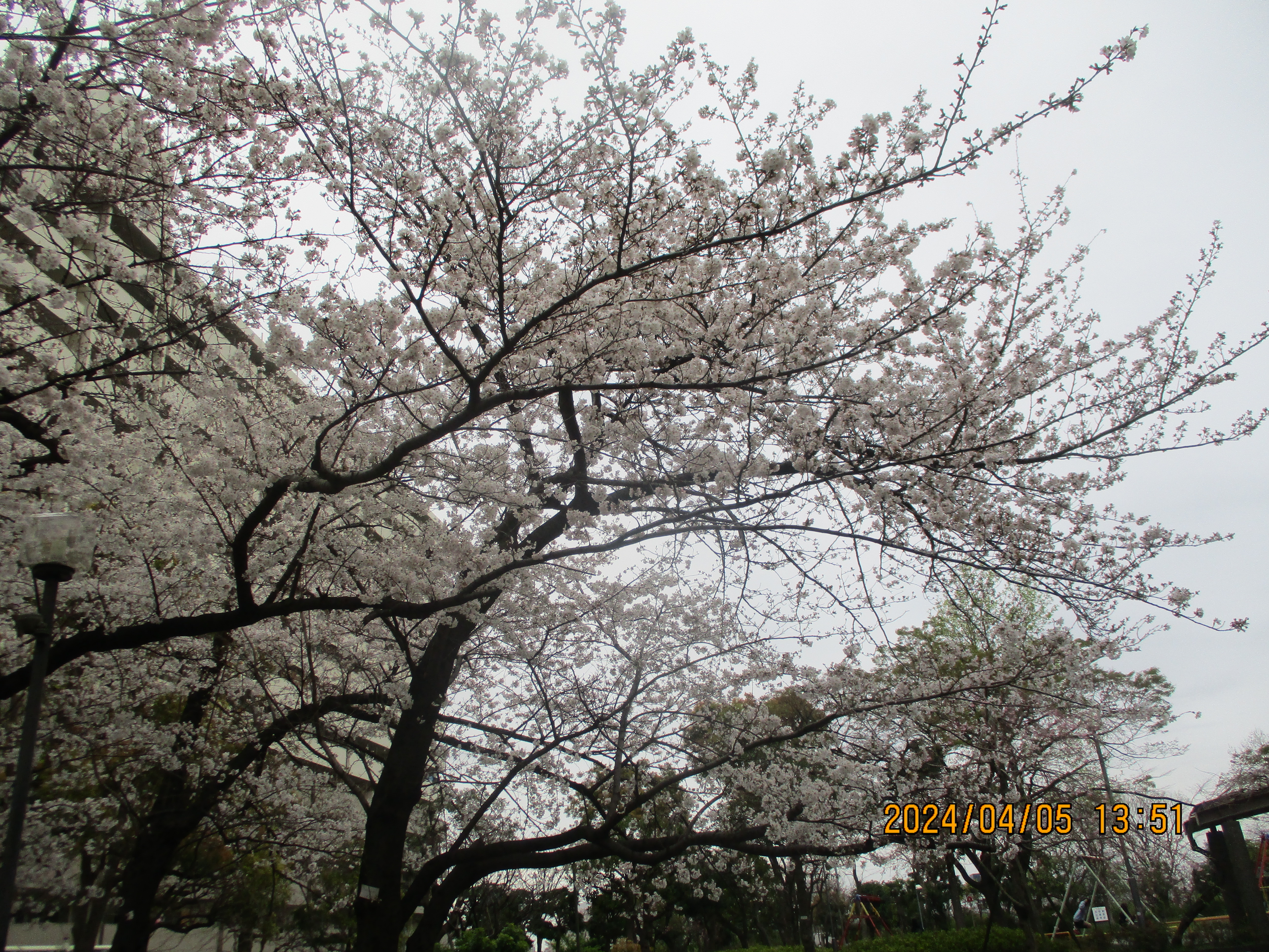 施設前の公園の桜
