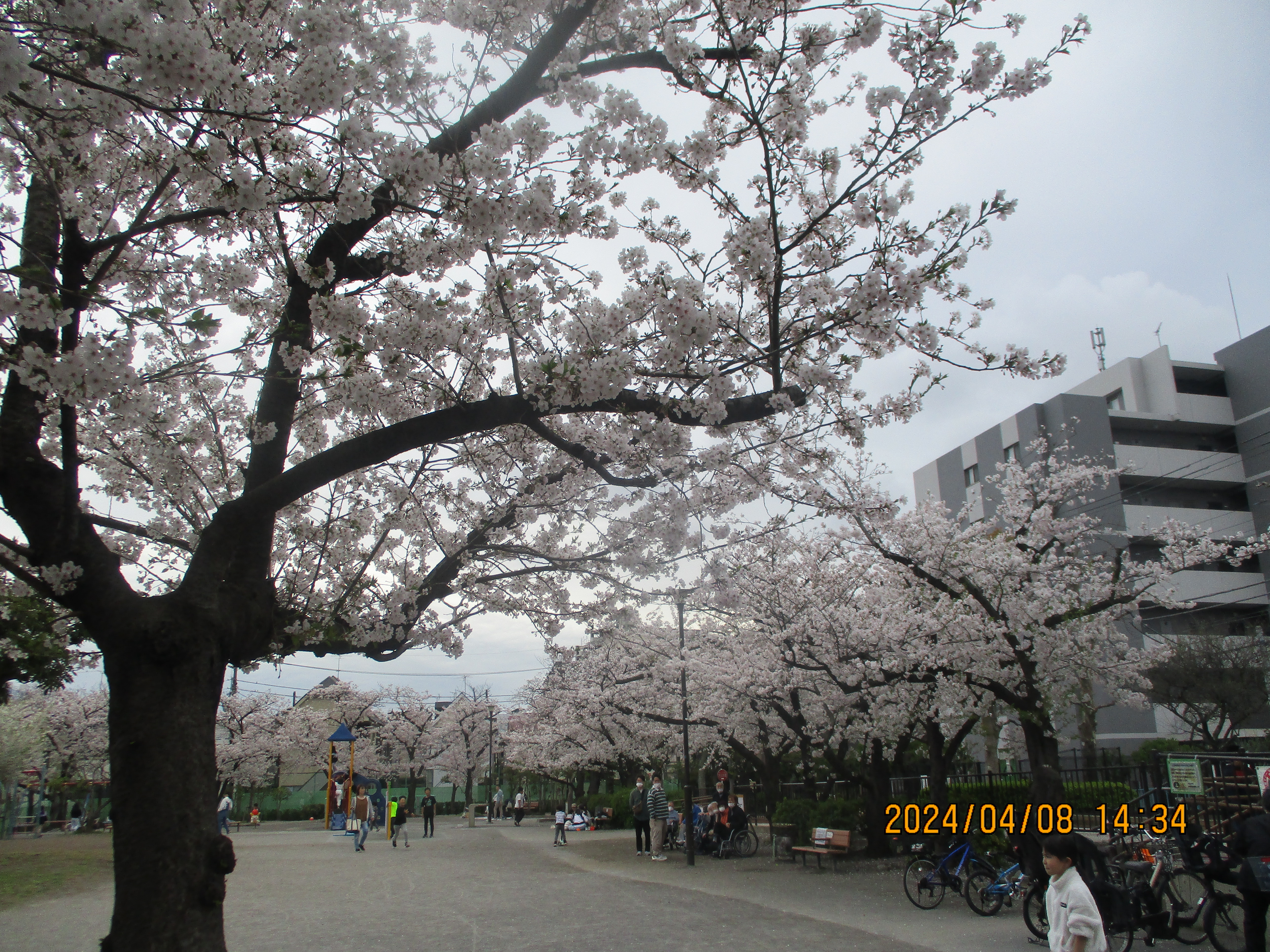 桜を見に行きました②
