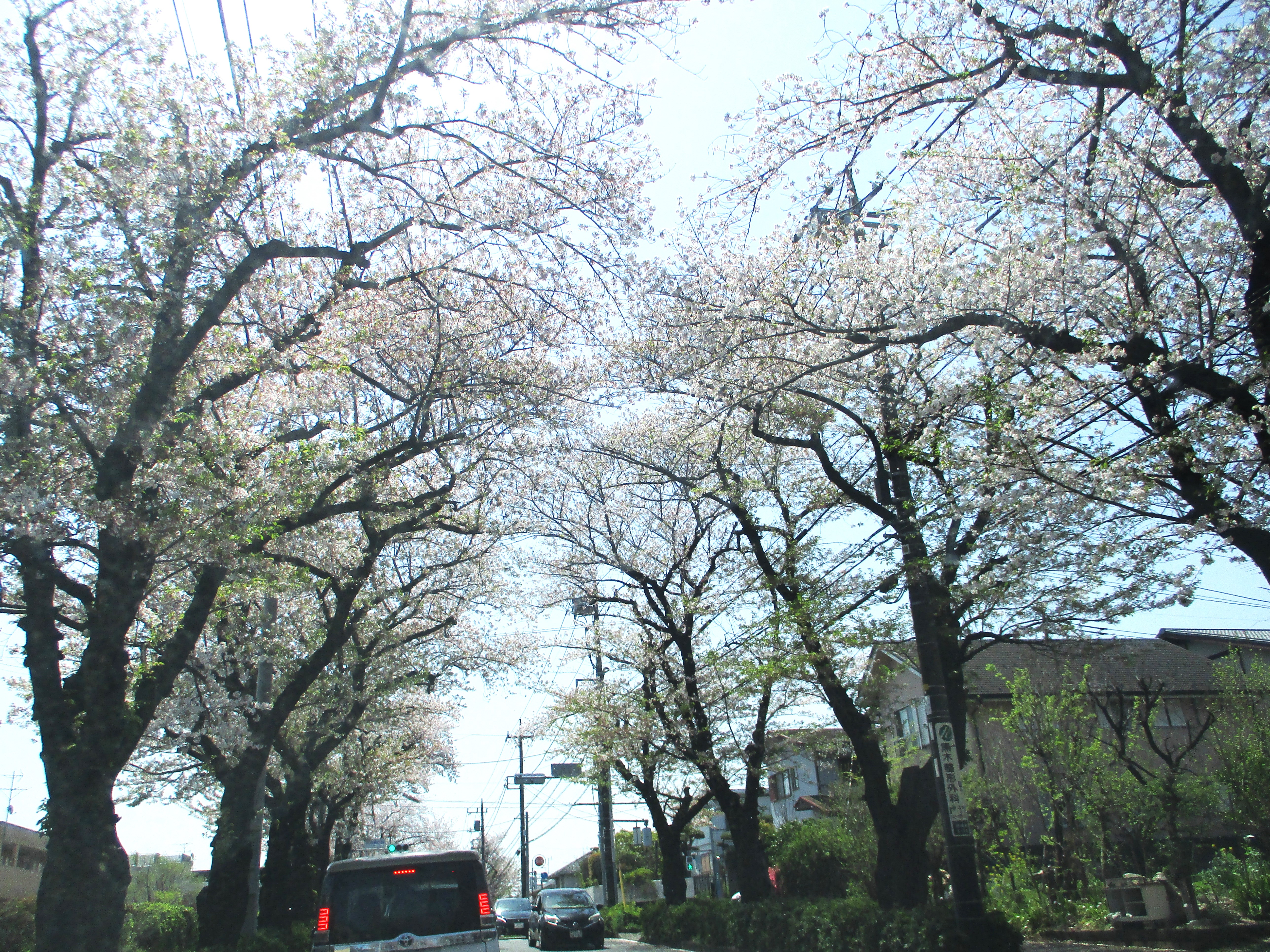 桜の季節　ドライブ楽しみました