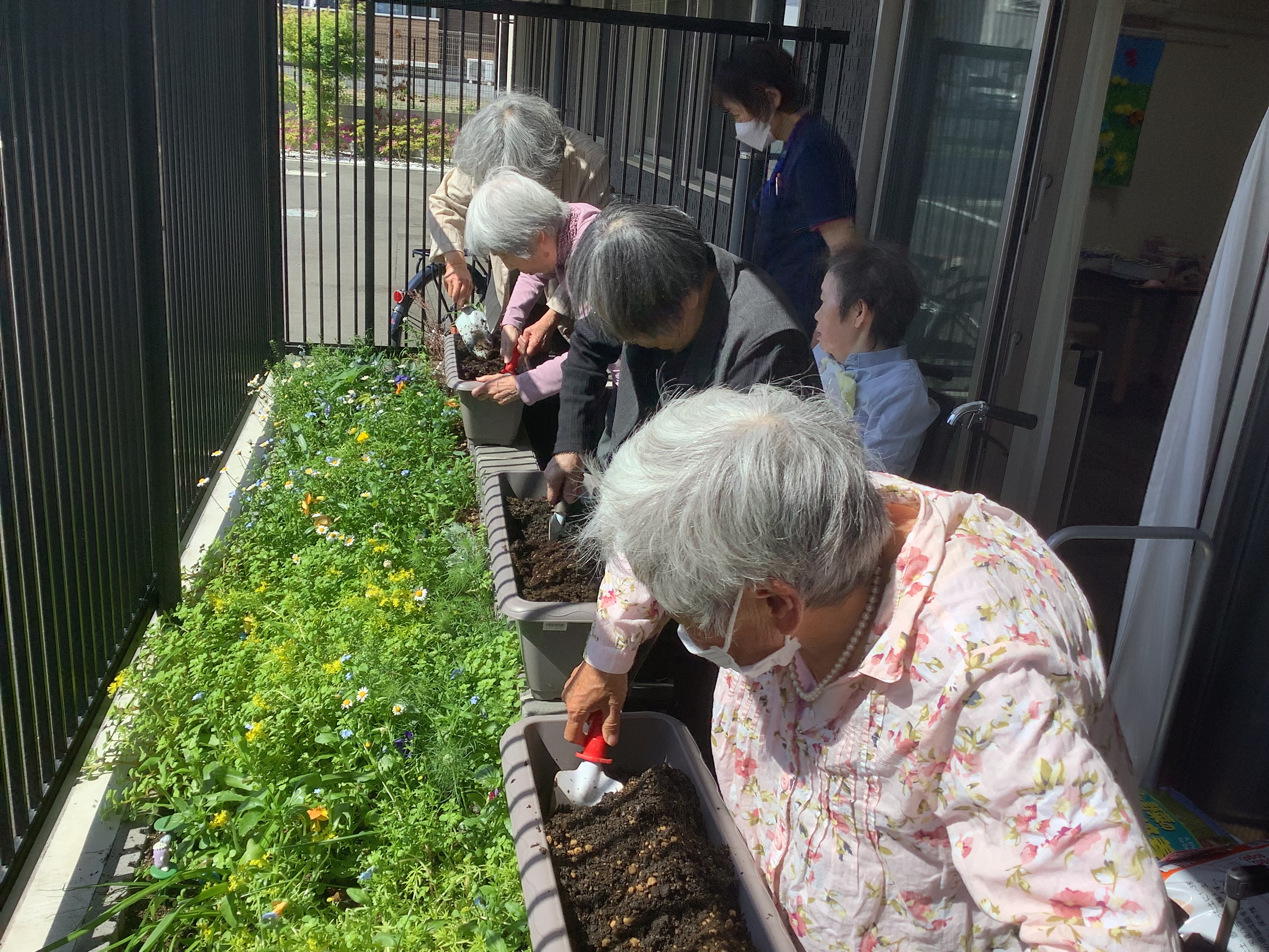赤紫蘇の種を蒔きました