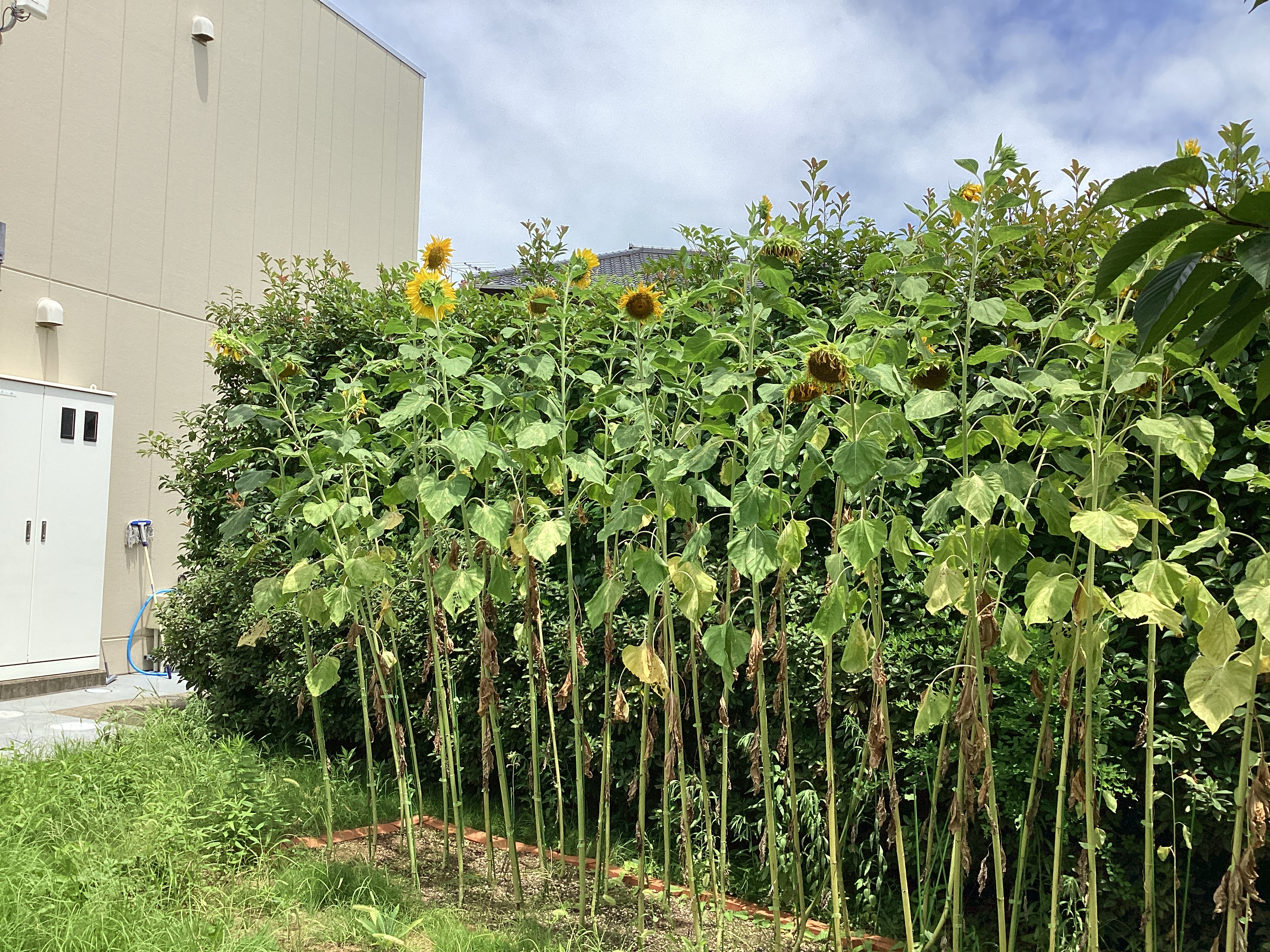 向日葵🌻が咲き乱れてます‼