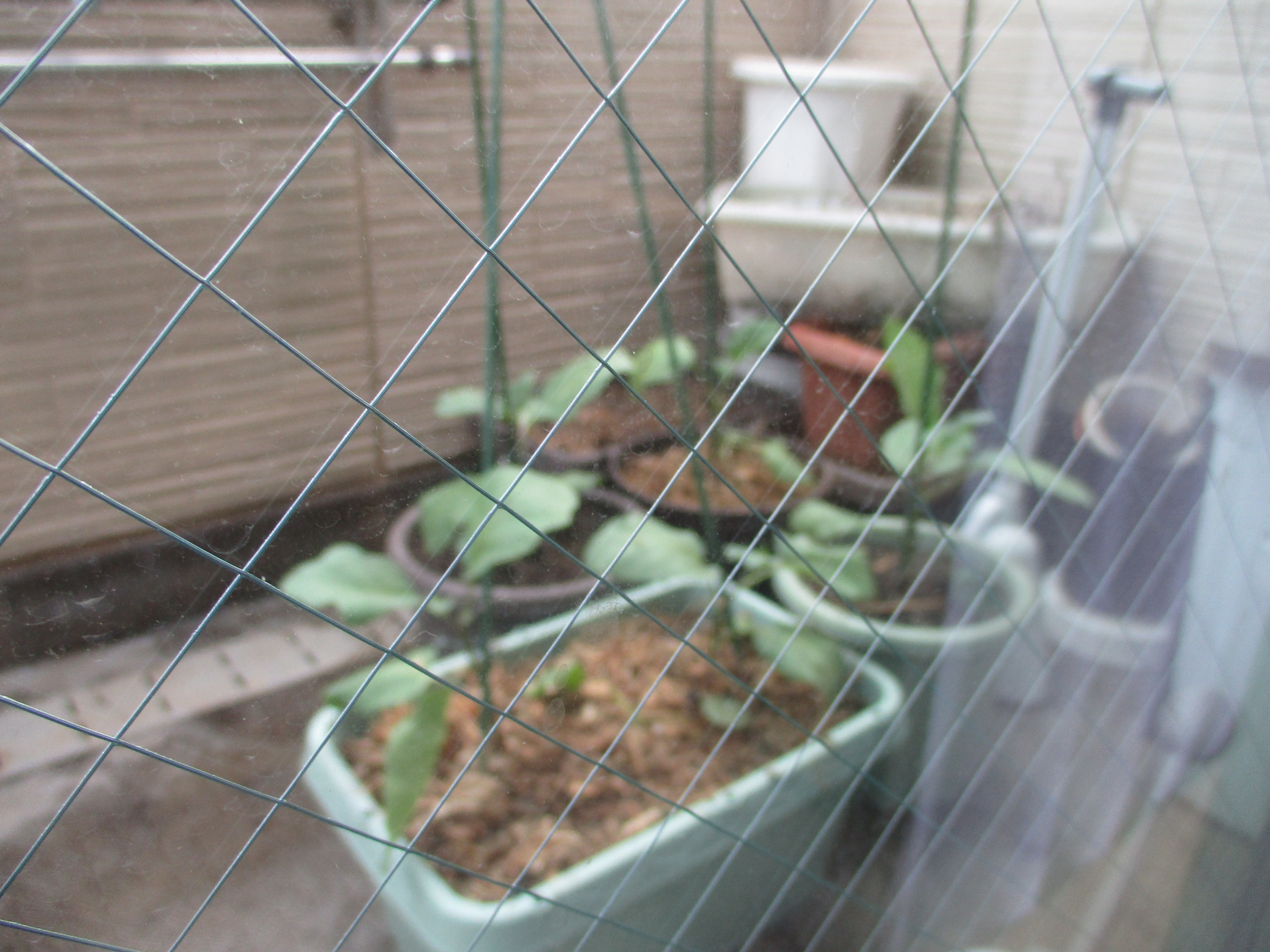 ミモザ川越清水　農園