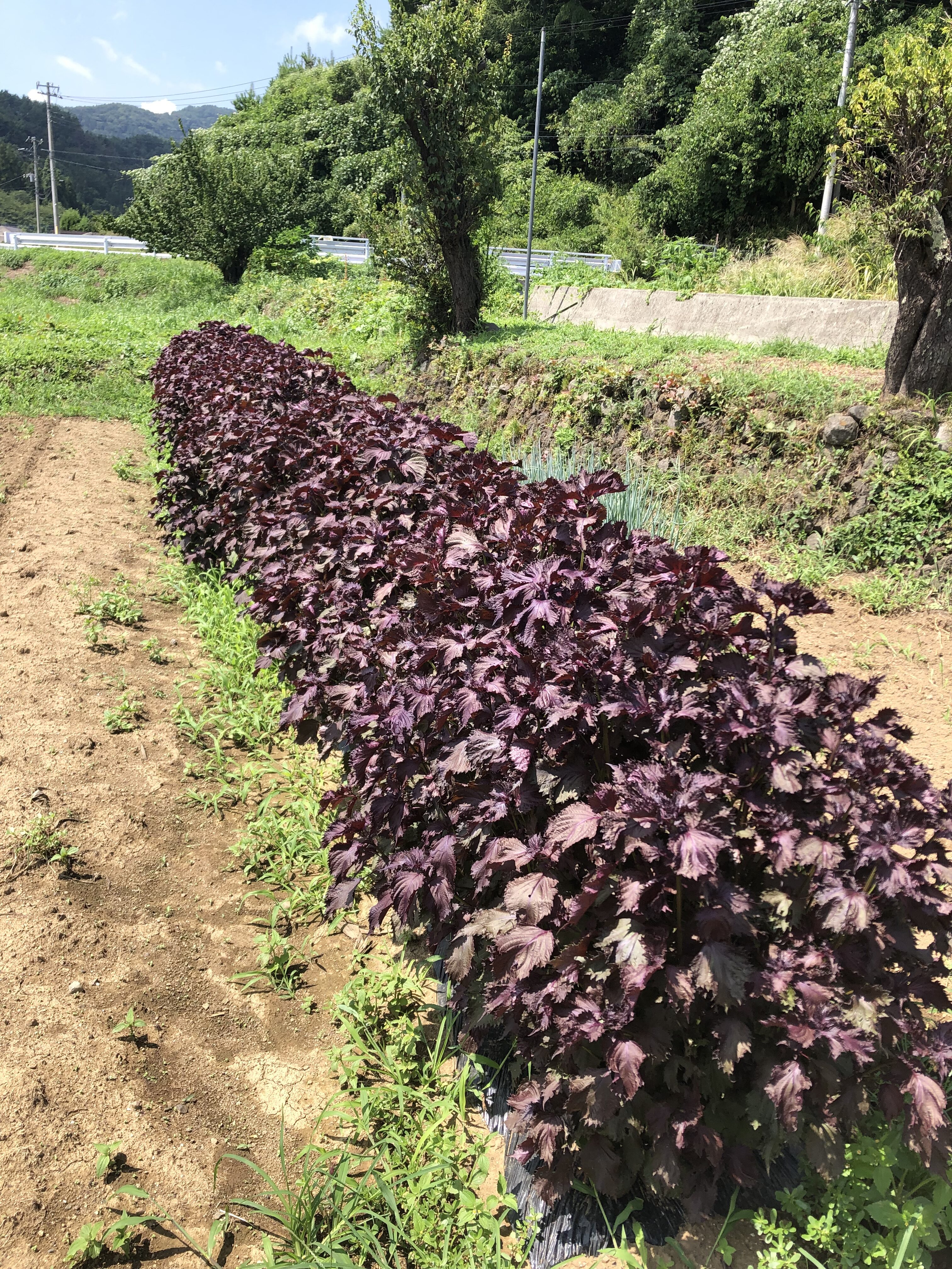 赤紫蘇の収穫Part２