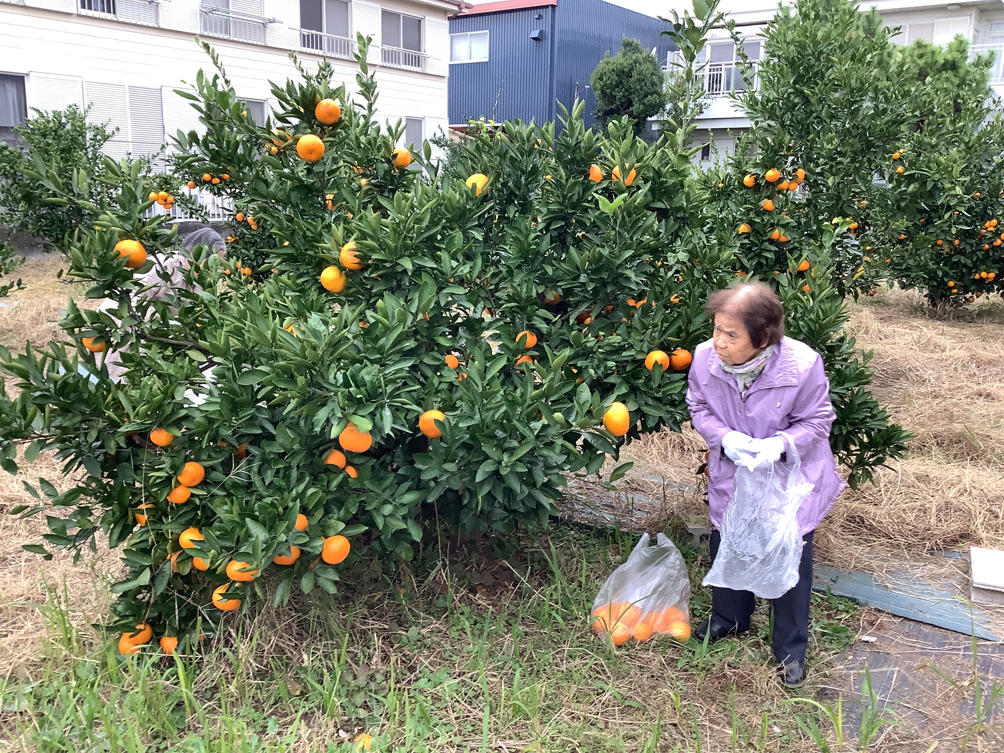 みかん狩り