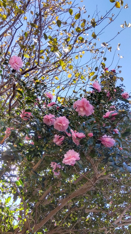 サザンカが綺麗に咲いてました