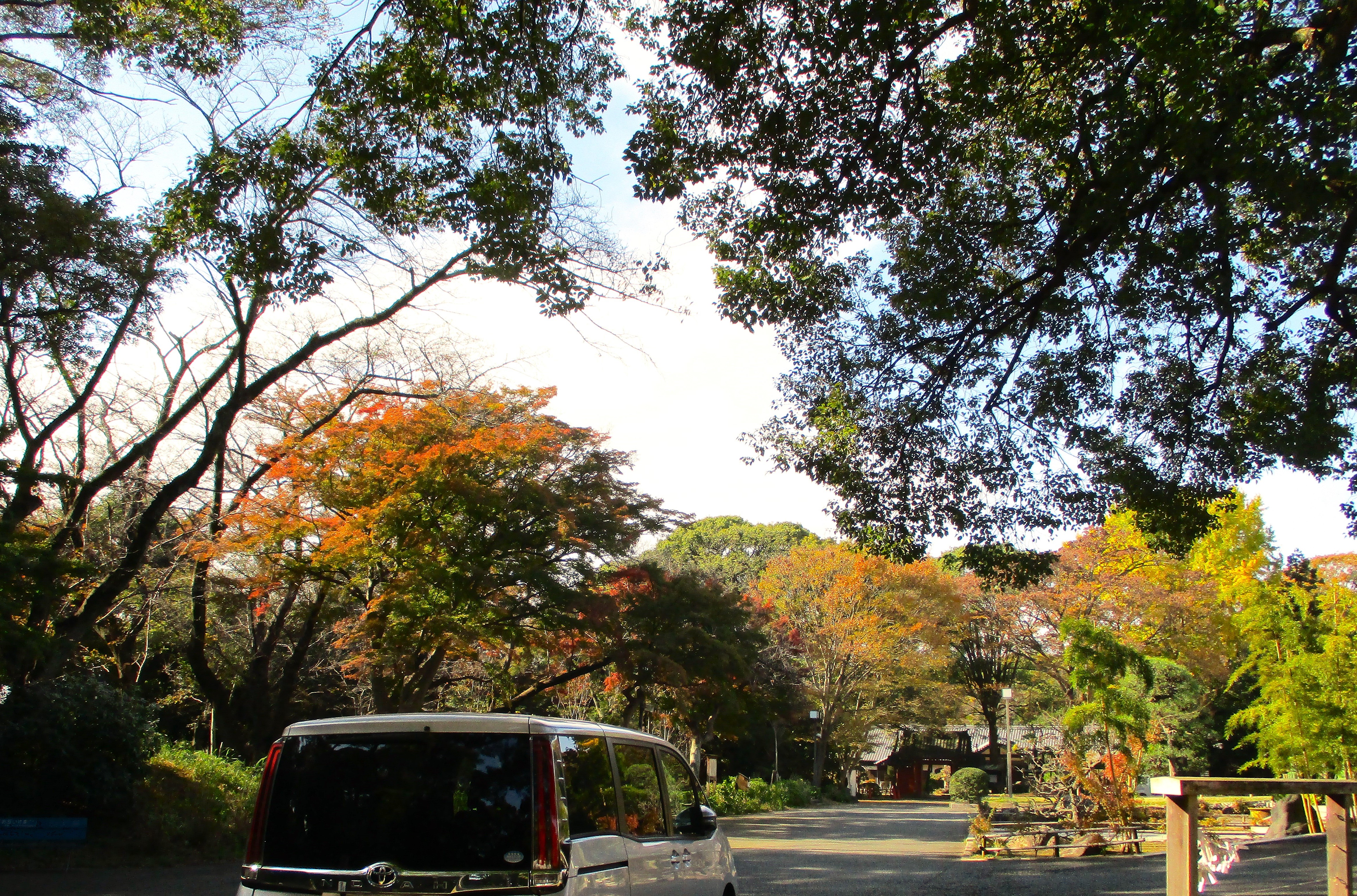 紅葉ドライブ