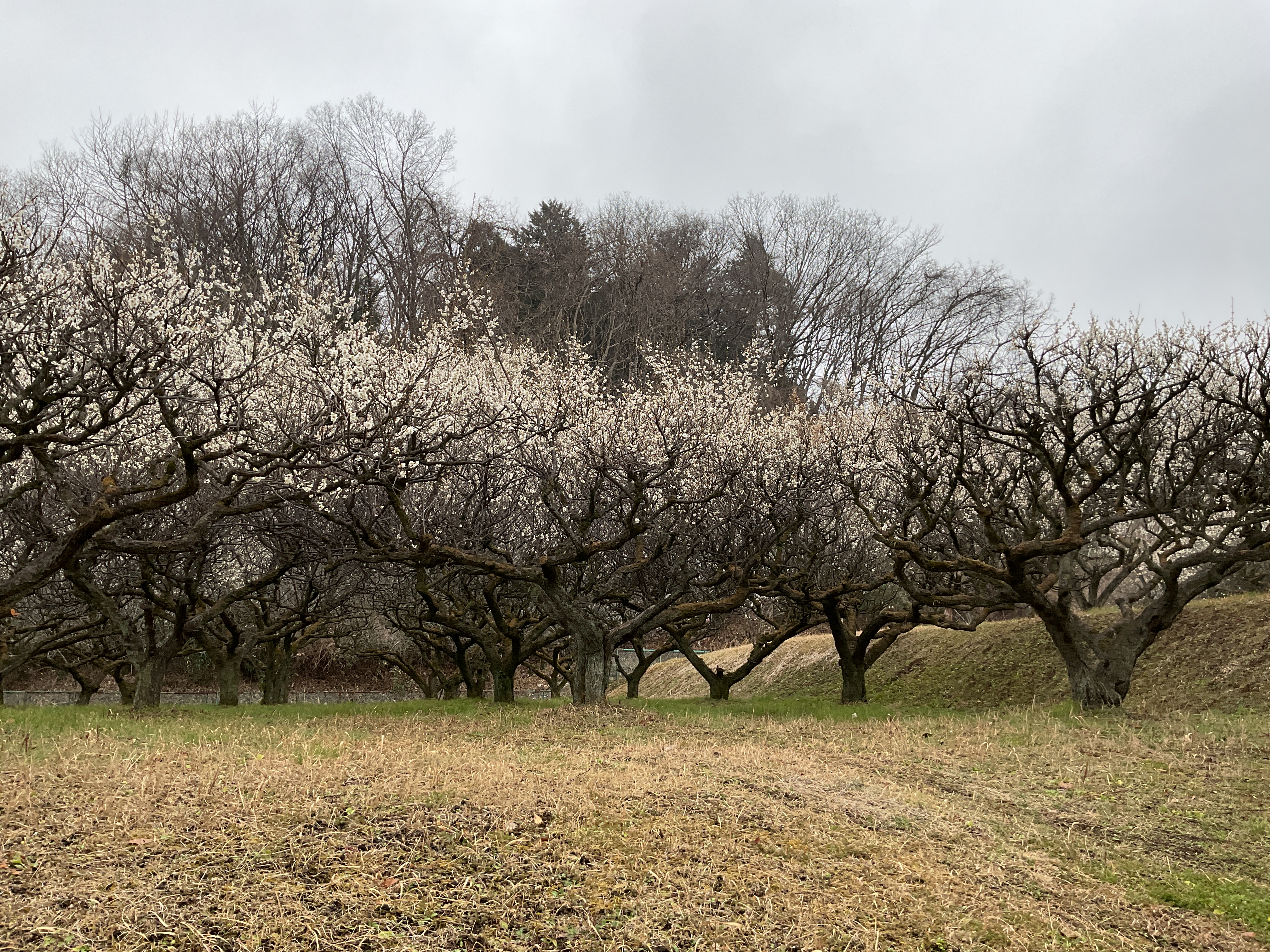 早春を感じに…