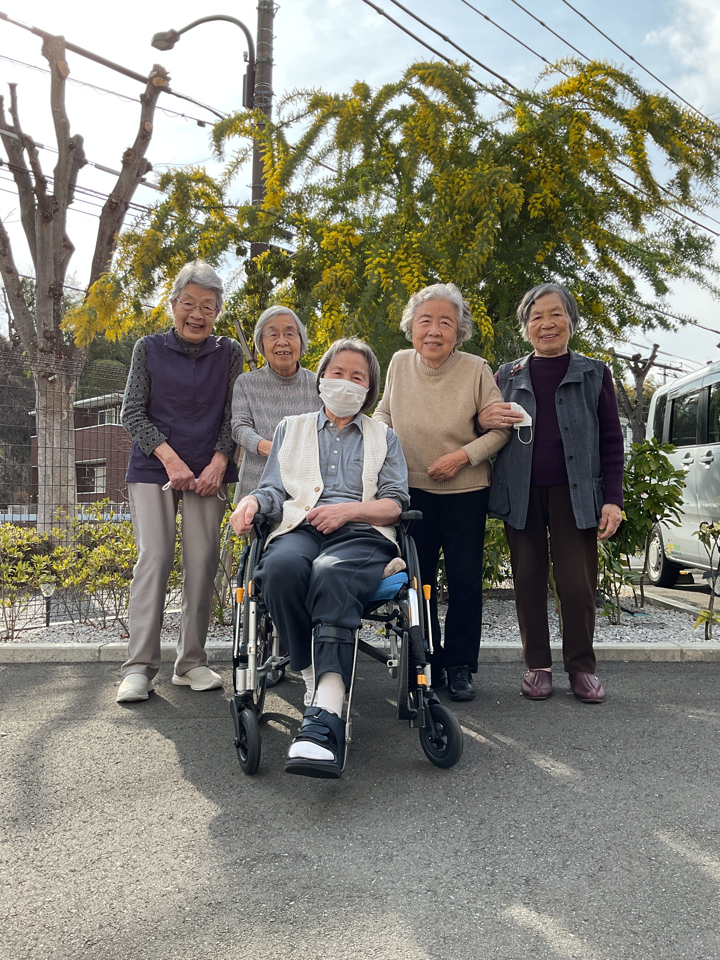 ミモザが満開です