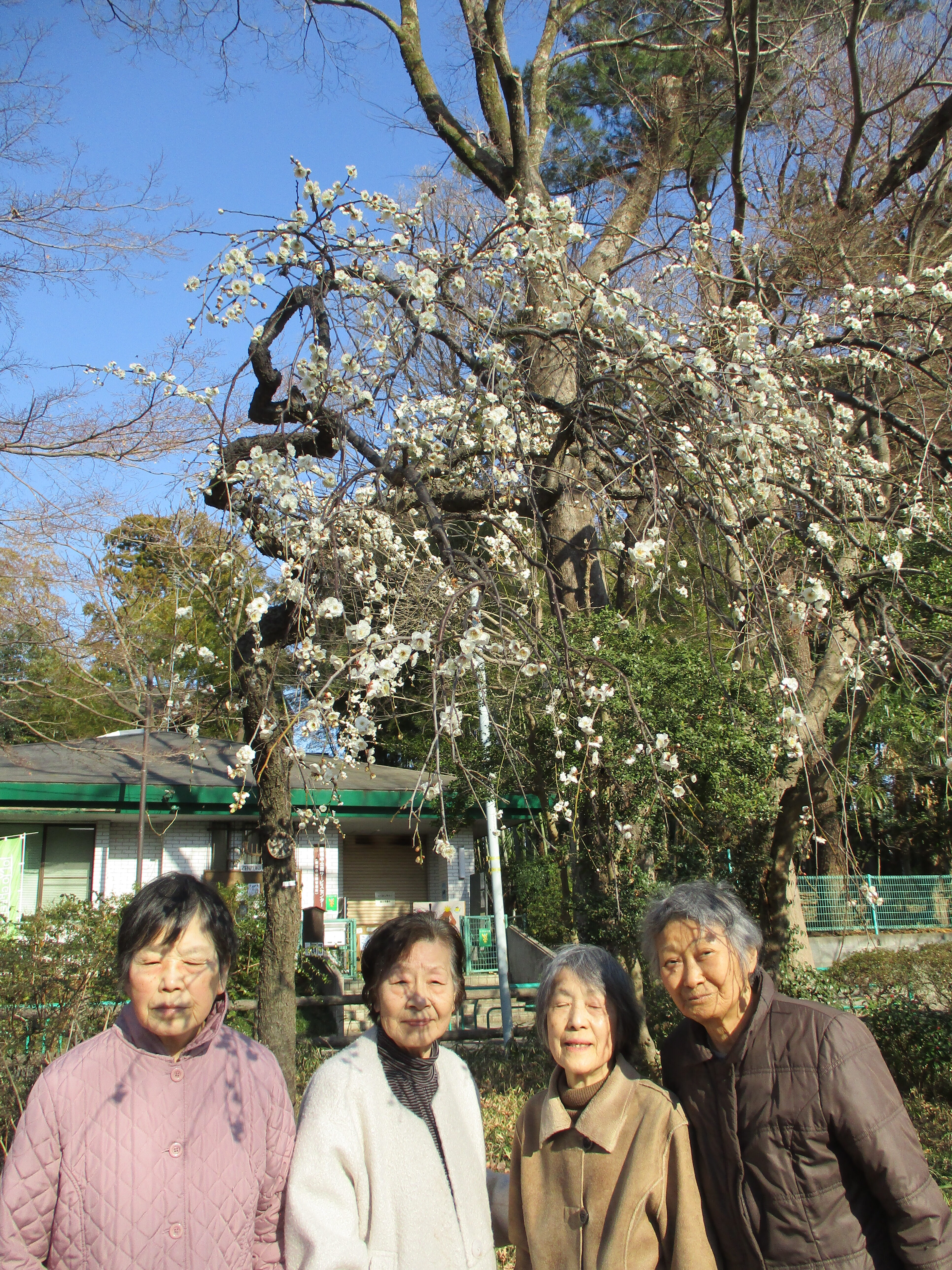 善福寺公園の梅を見に行きました。