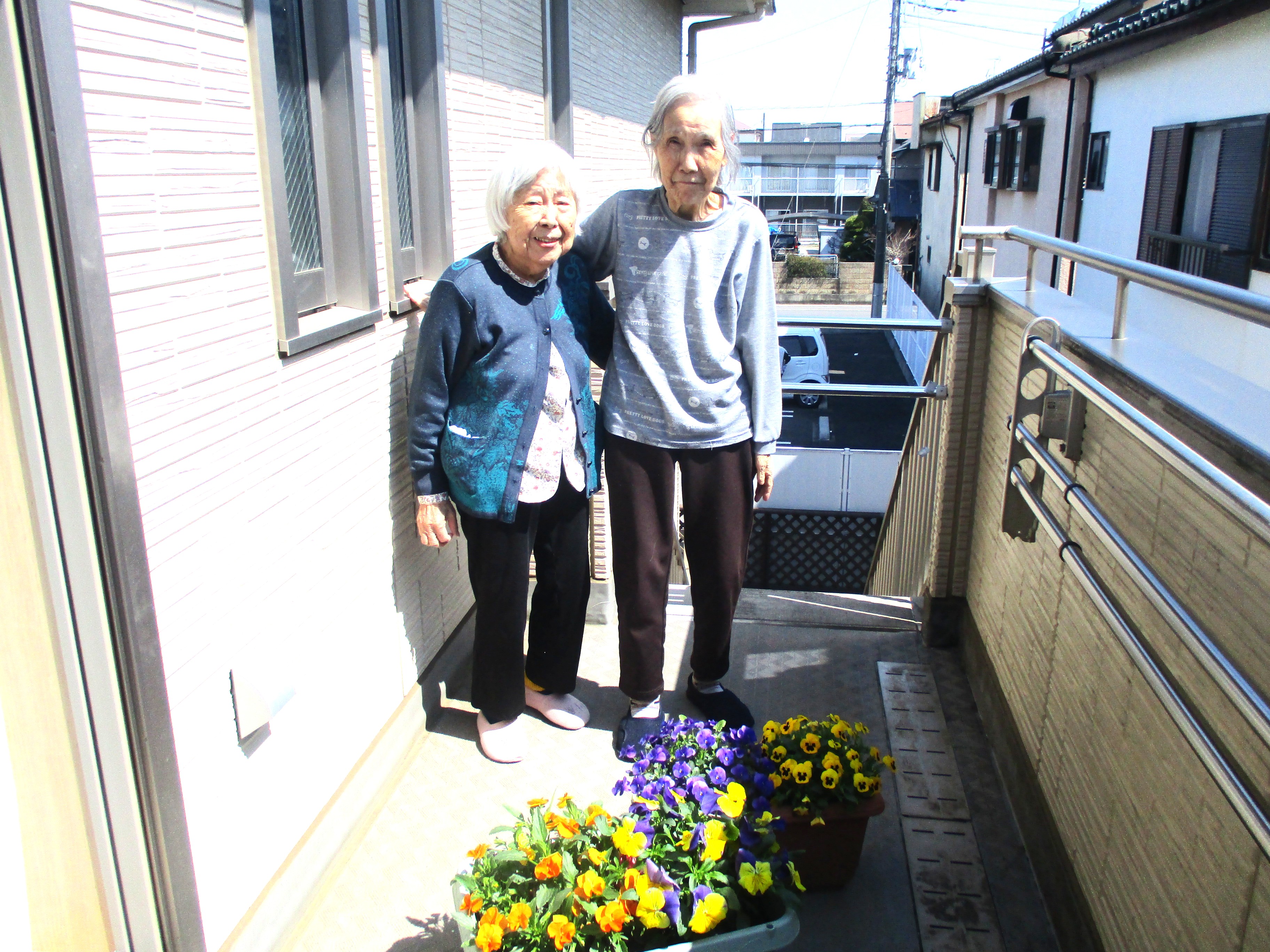 お花が育ちました(^^♪パンジー🌸🌸