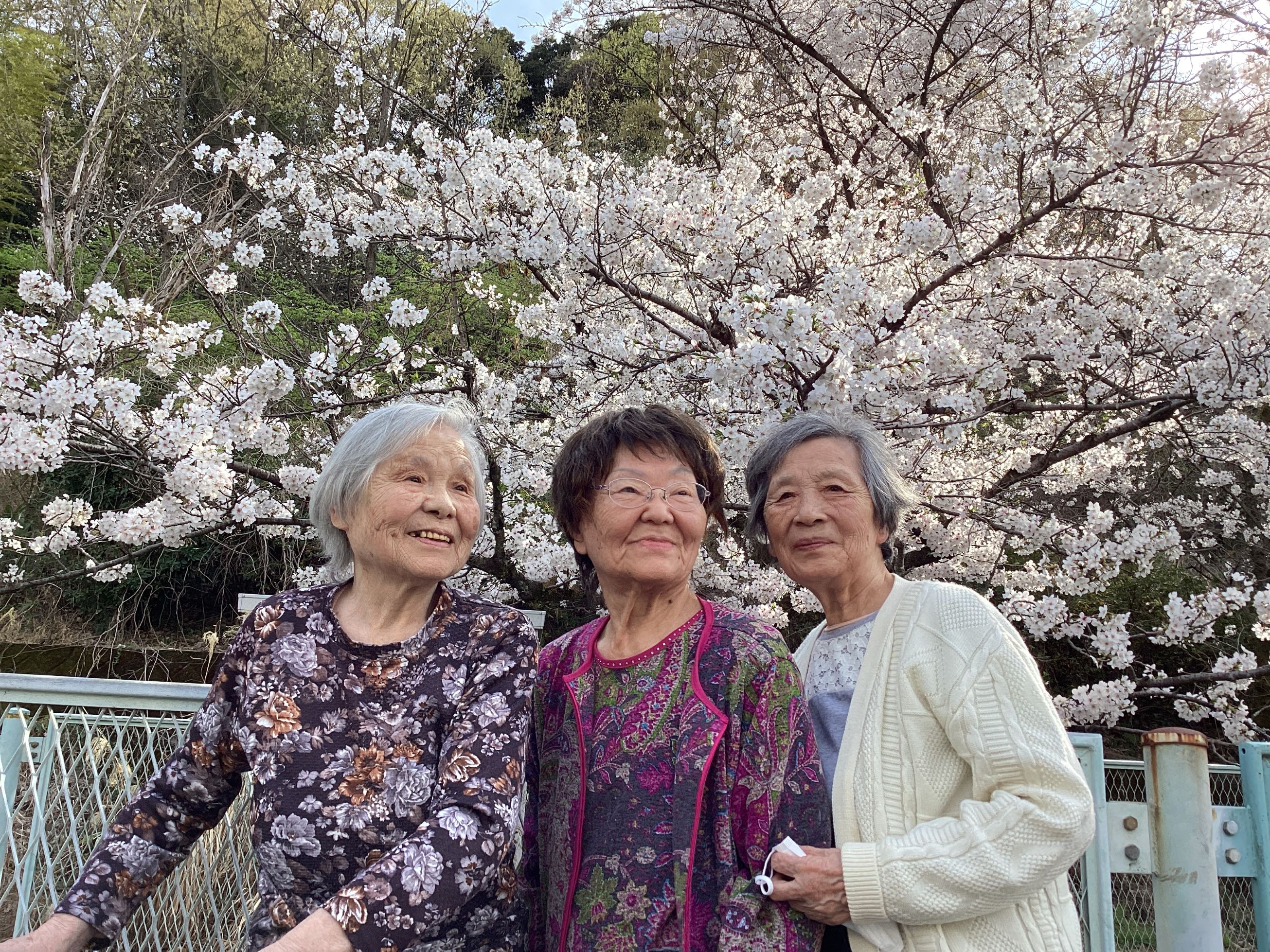 春満開🌸