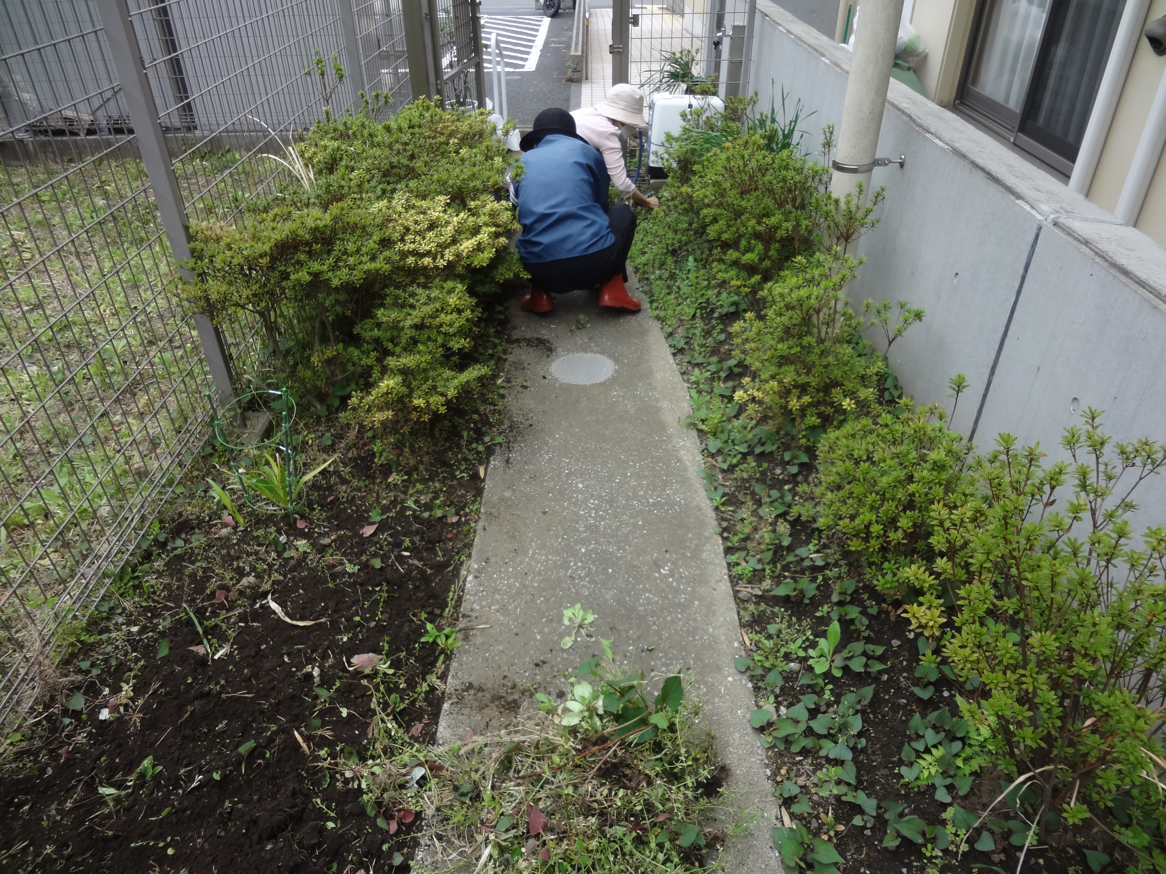 草むしりをしました