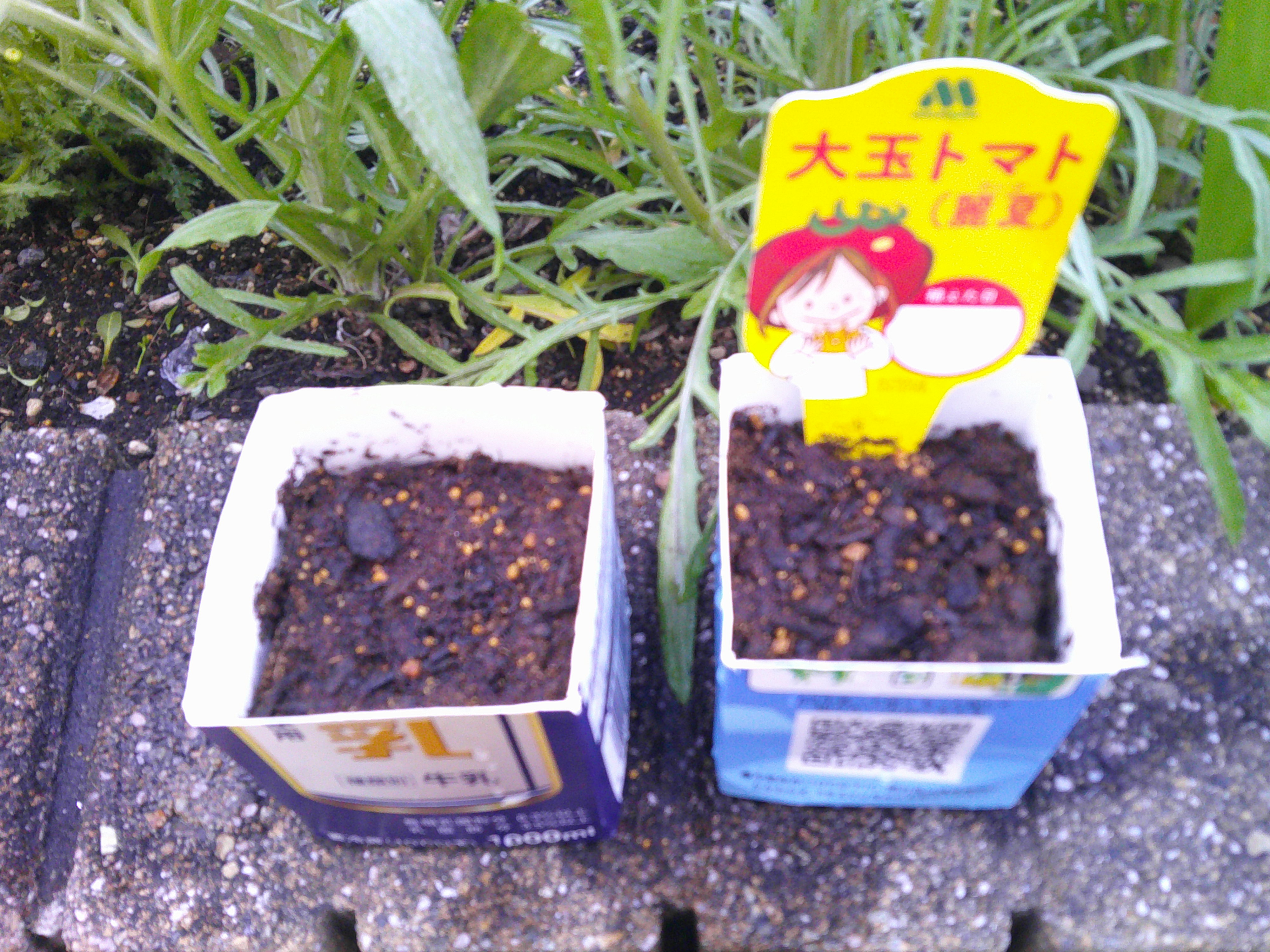 トマトの種植え◎