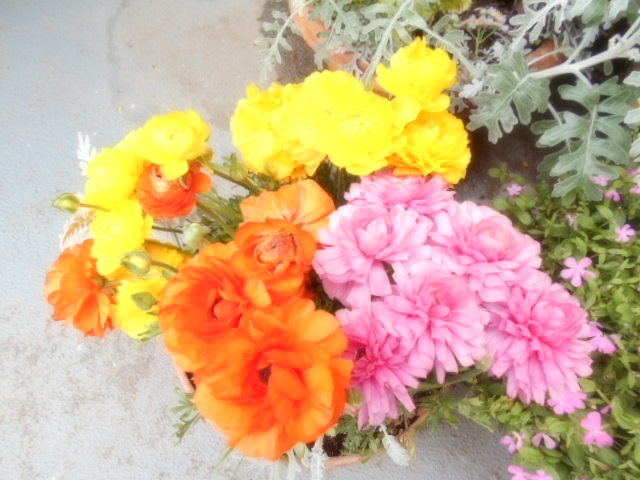 玄関に春のお花が咲きました🌷
