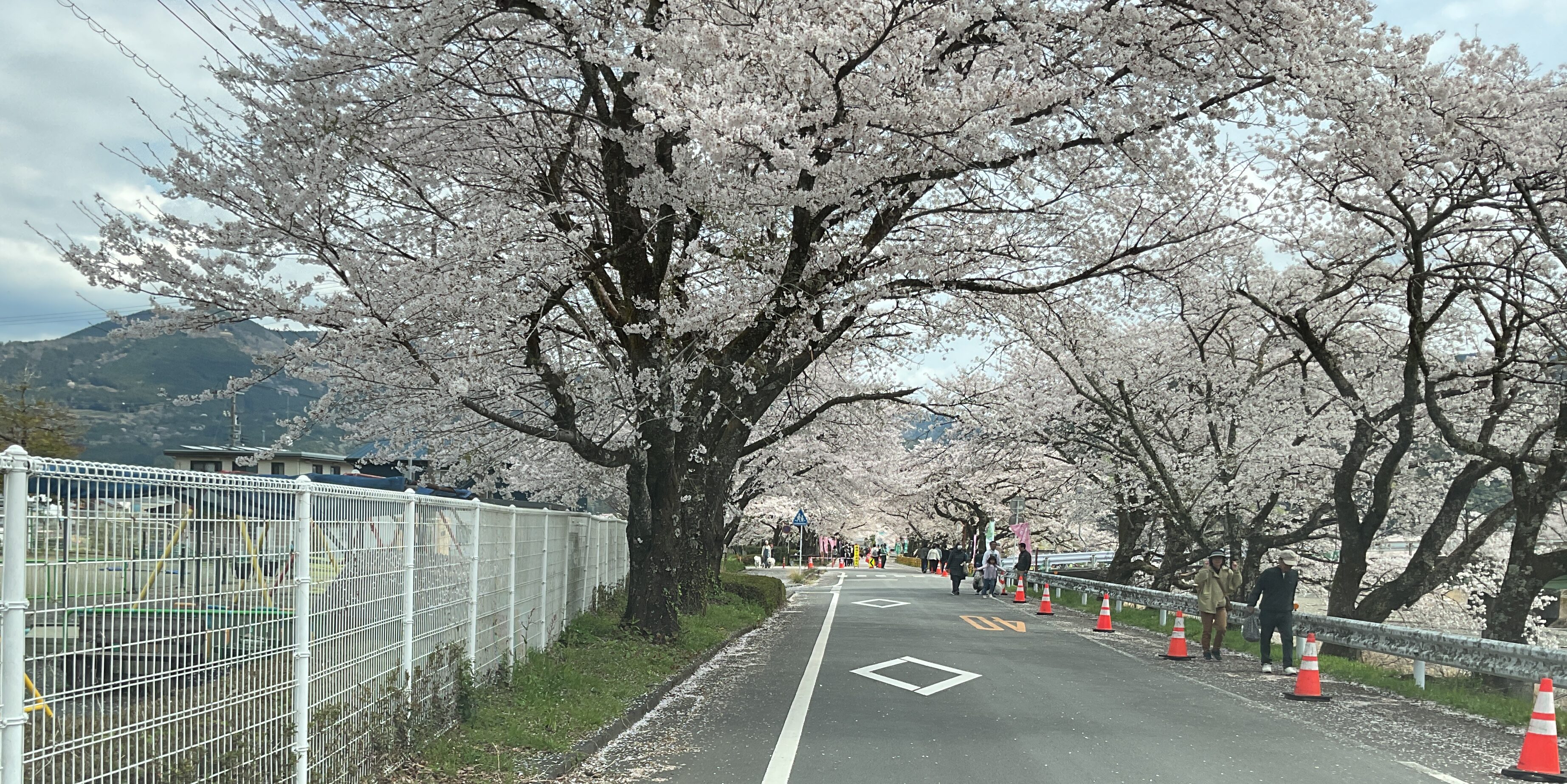 お花見ドライブ🚗🌸