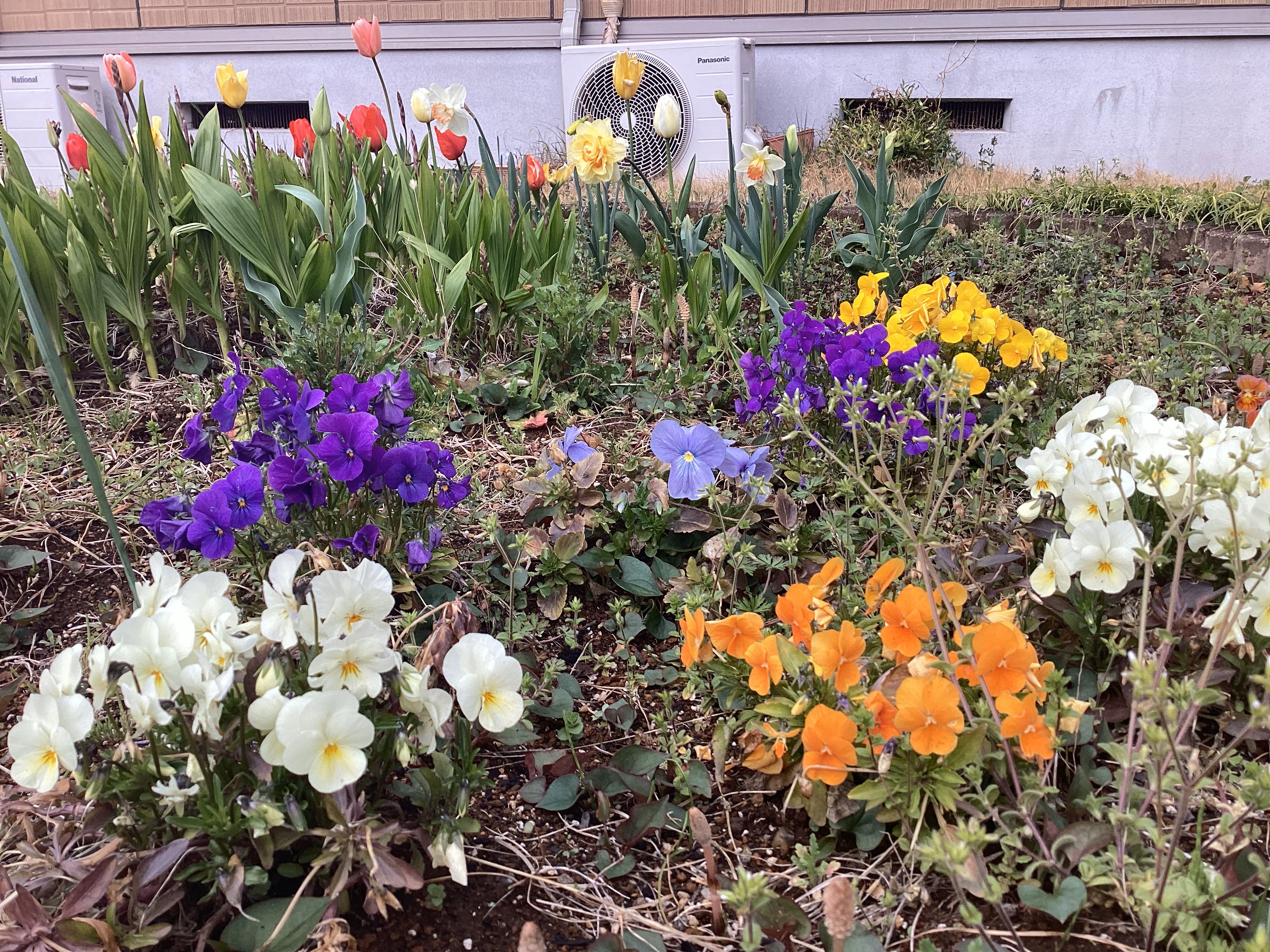 花壇の花が咲きました。