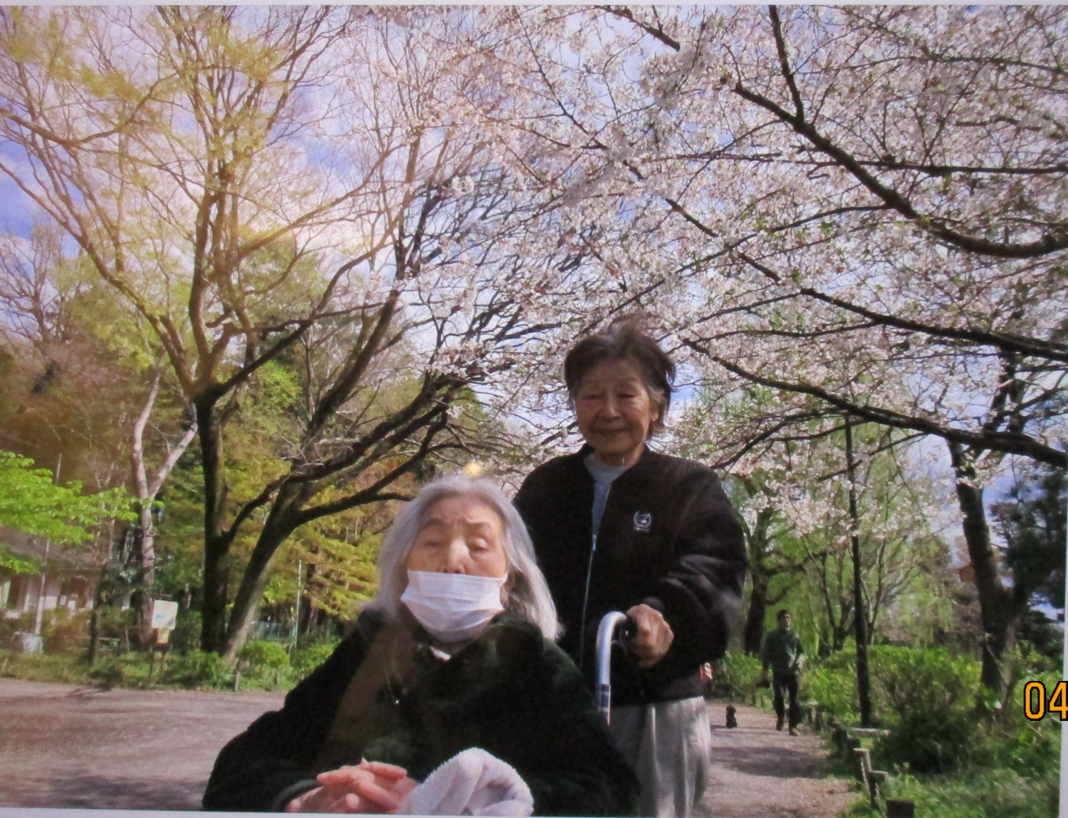 善福寺公園の桜見に行きました。①