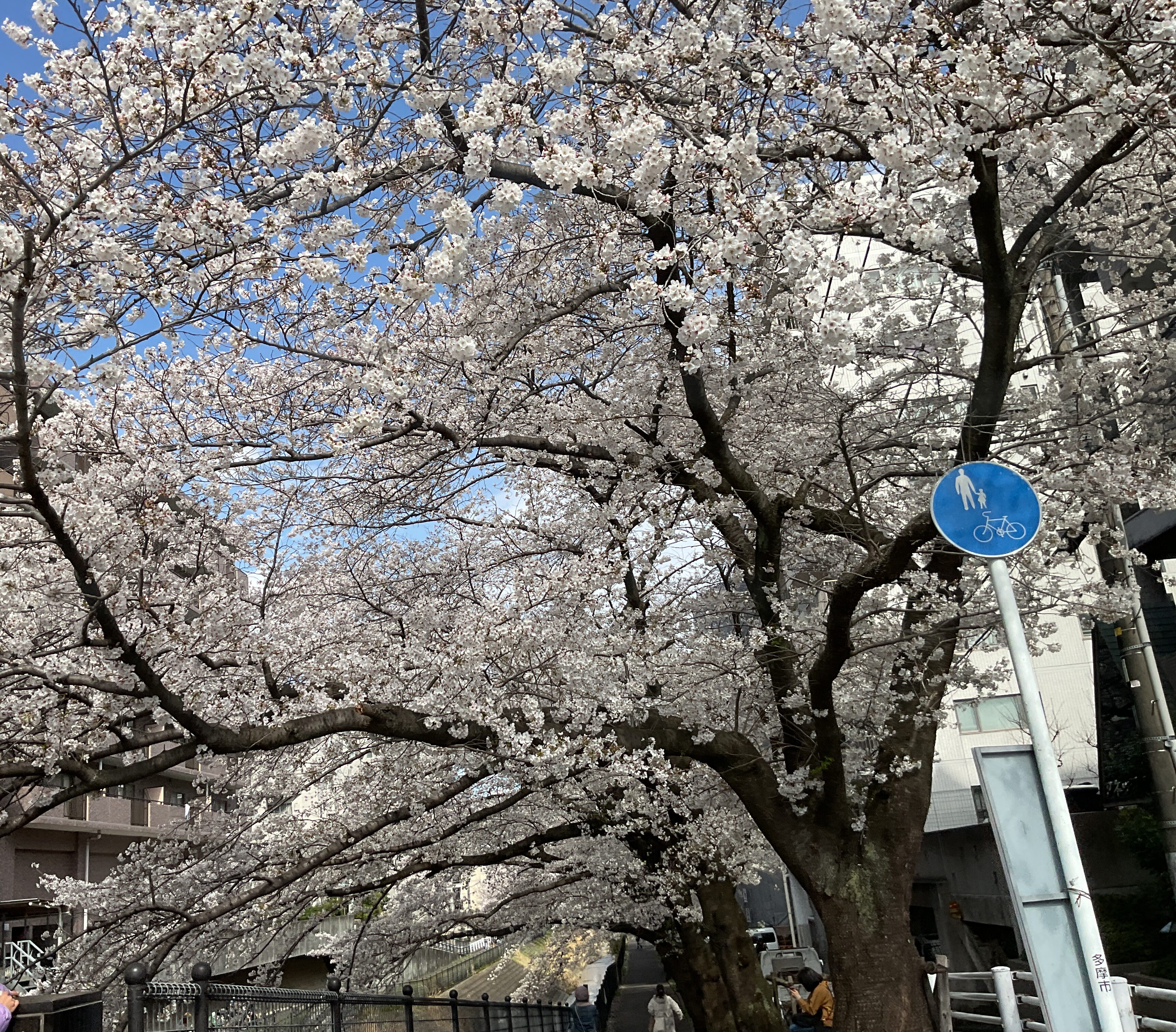 お花見ドライブ＆お散歩