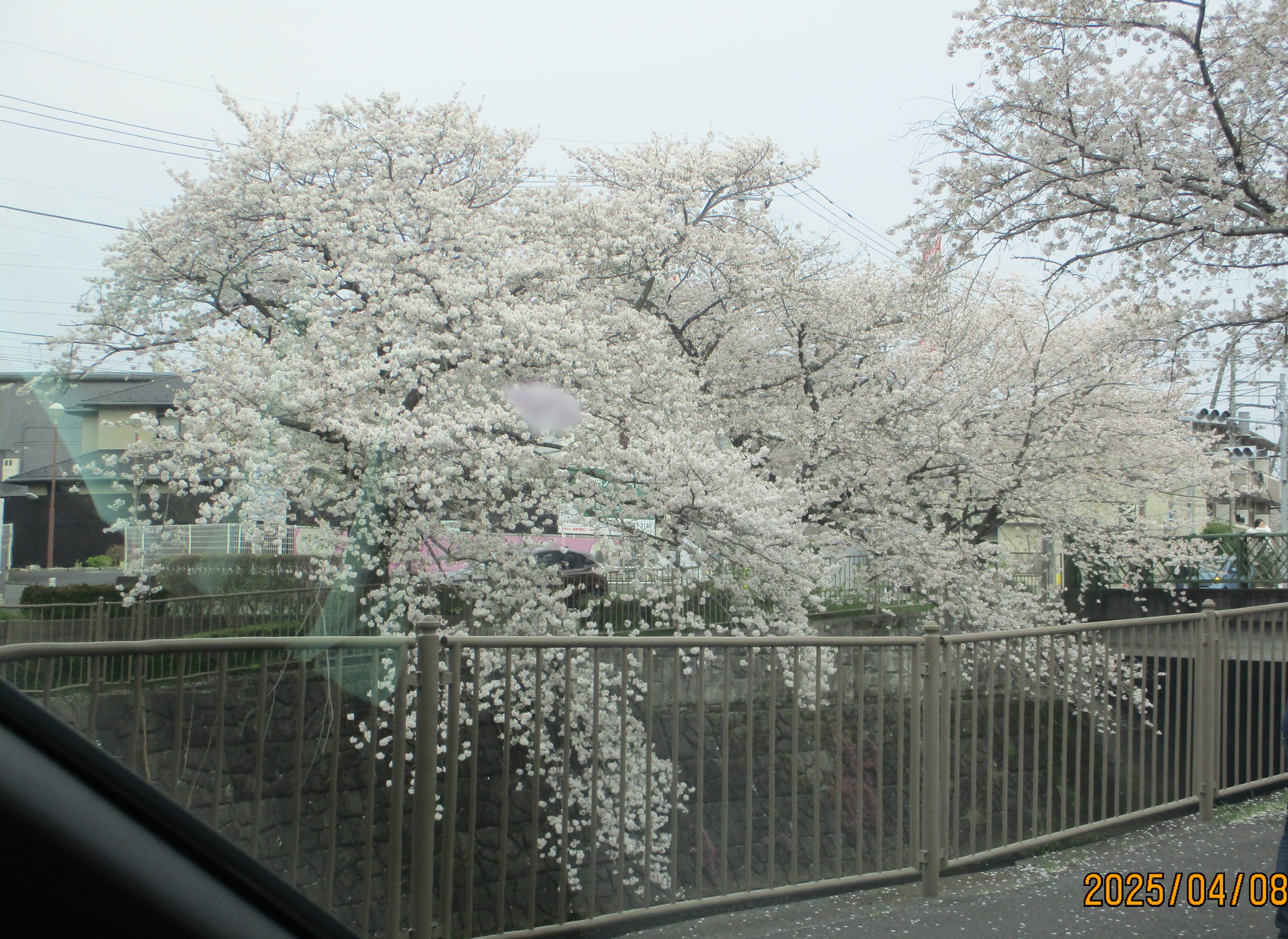 桜が満開になりました