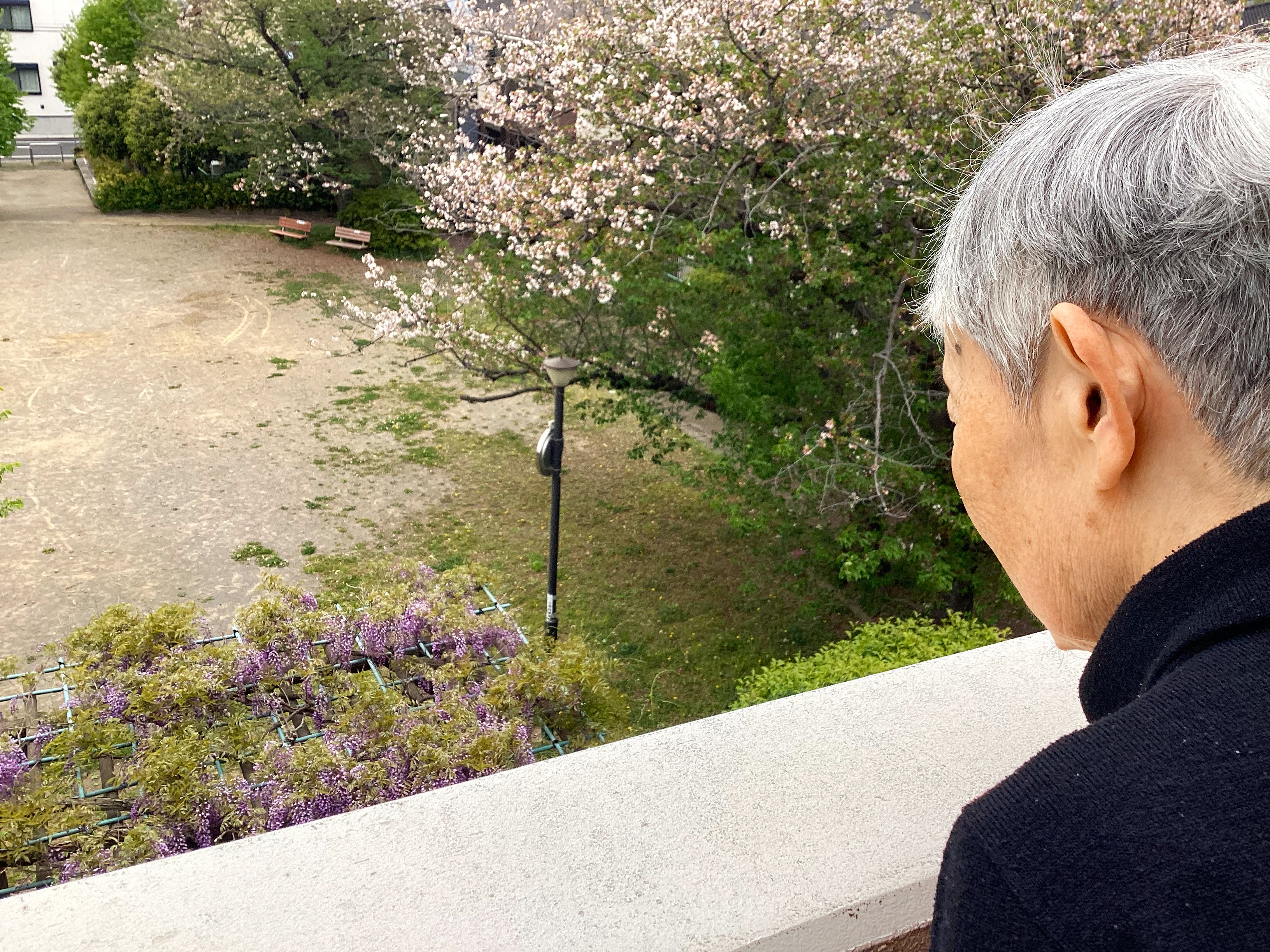 葉桜と藤の花