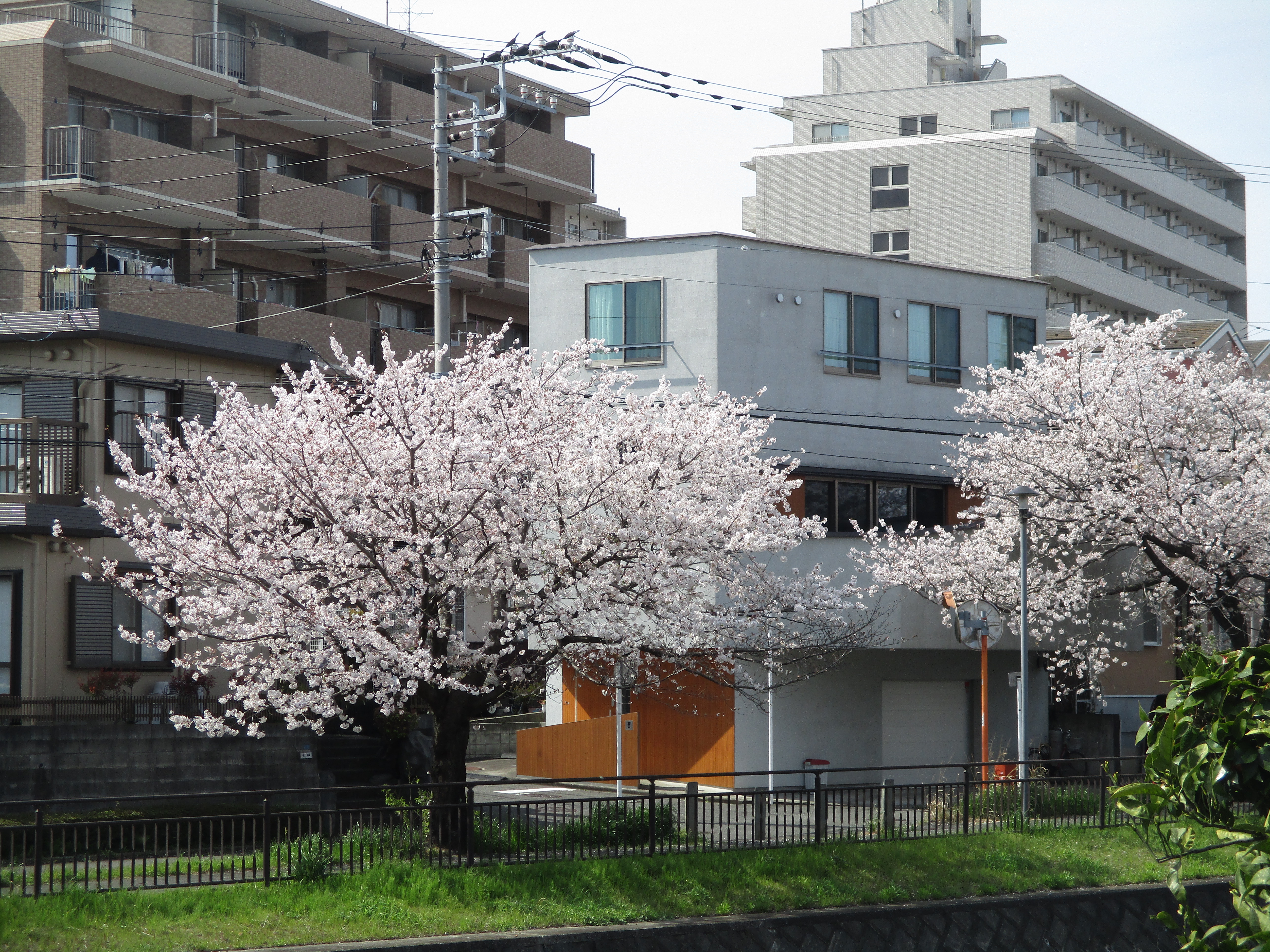 桜が咲きました