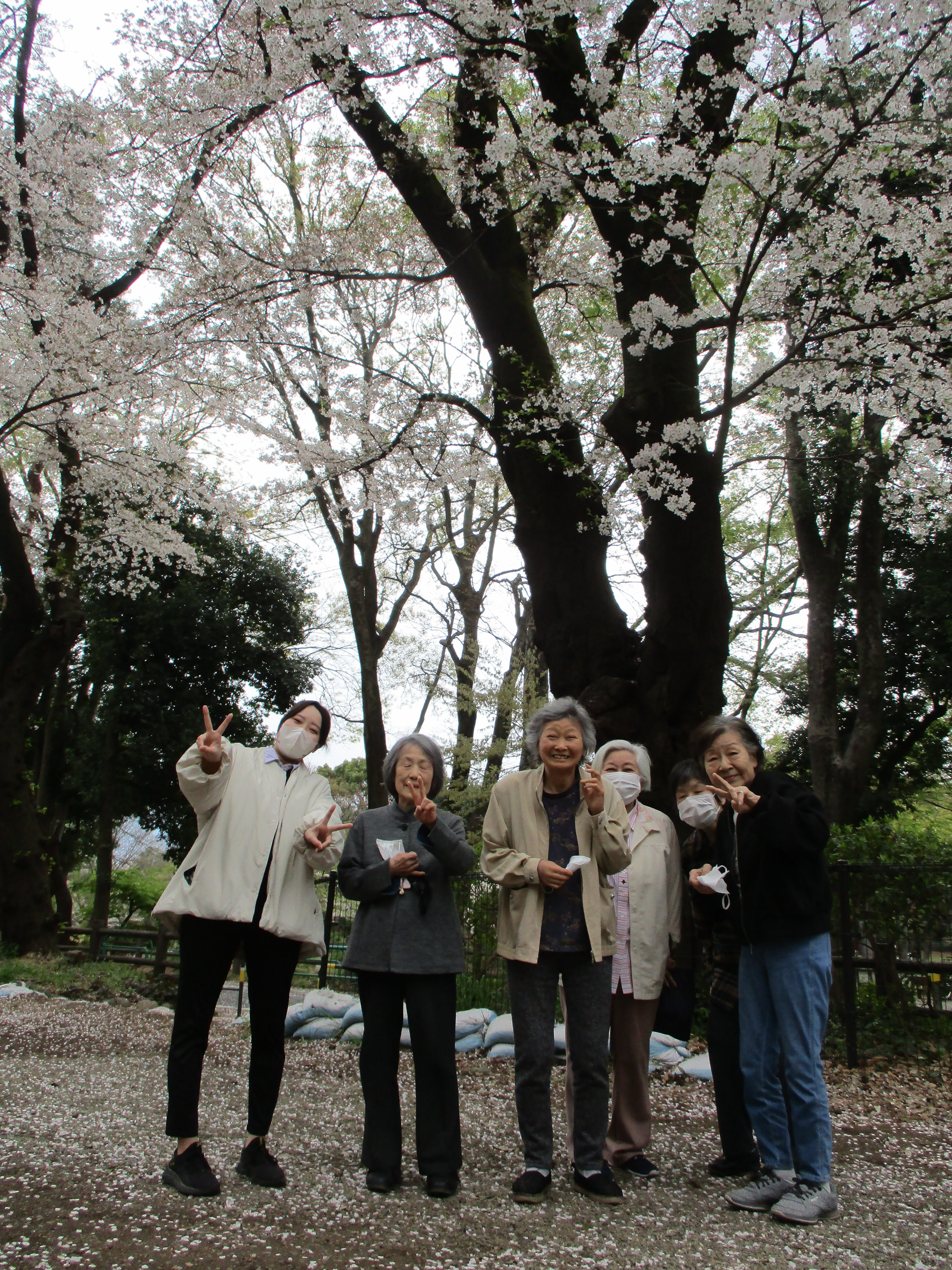 善福寺公園花見③