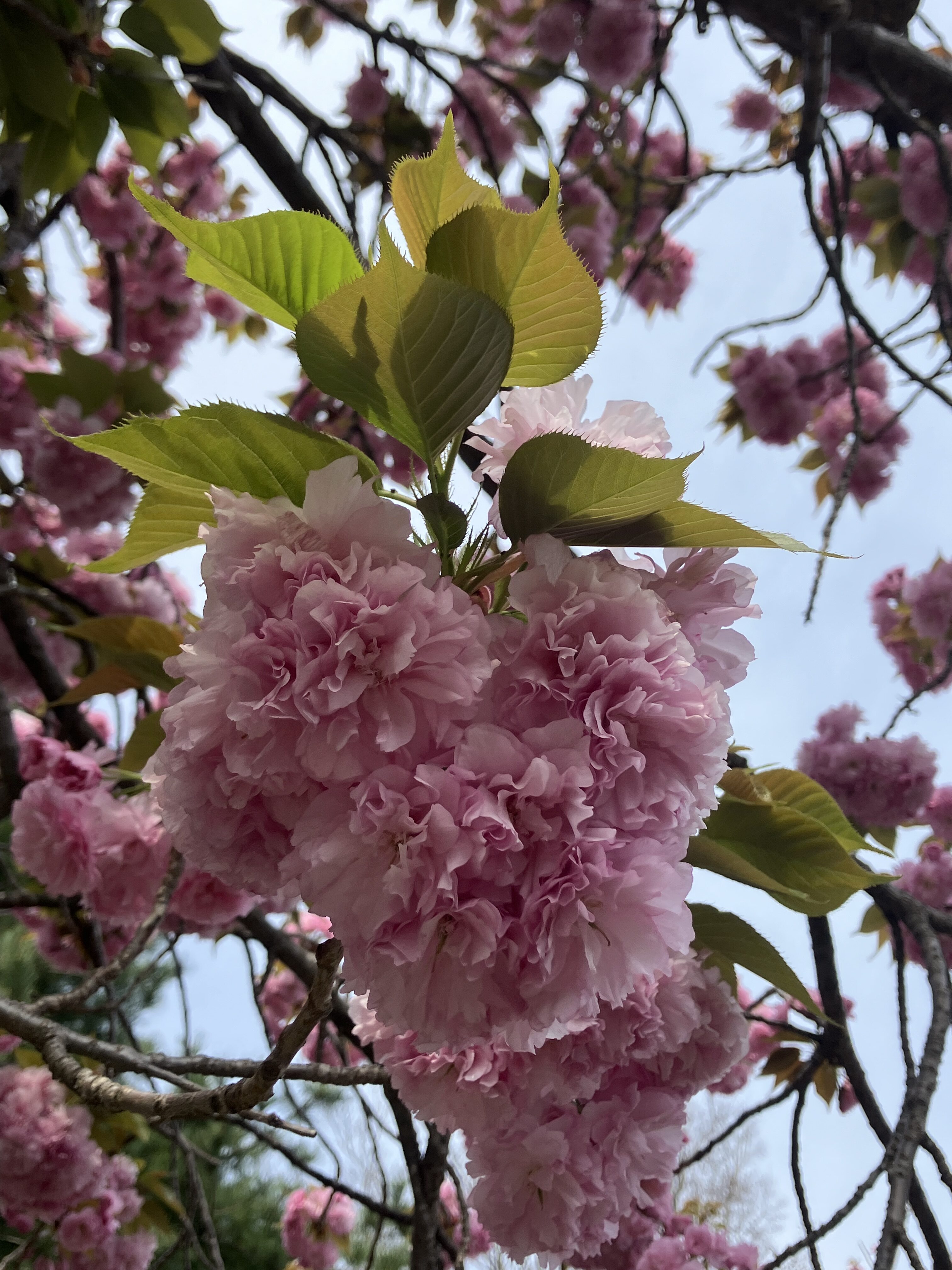 フリフリのヒ～ラヒラ！part２