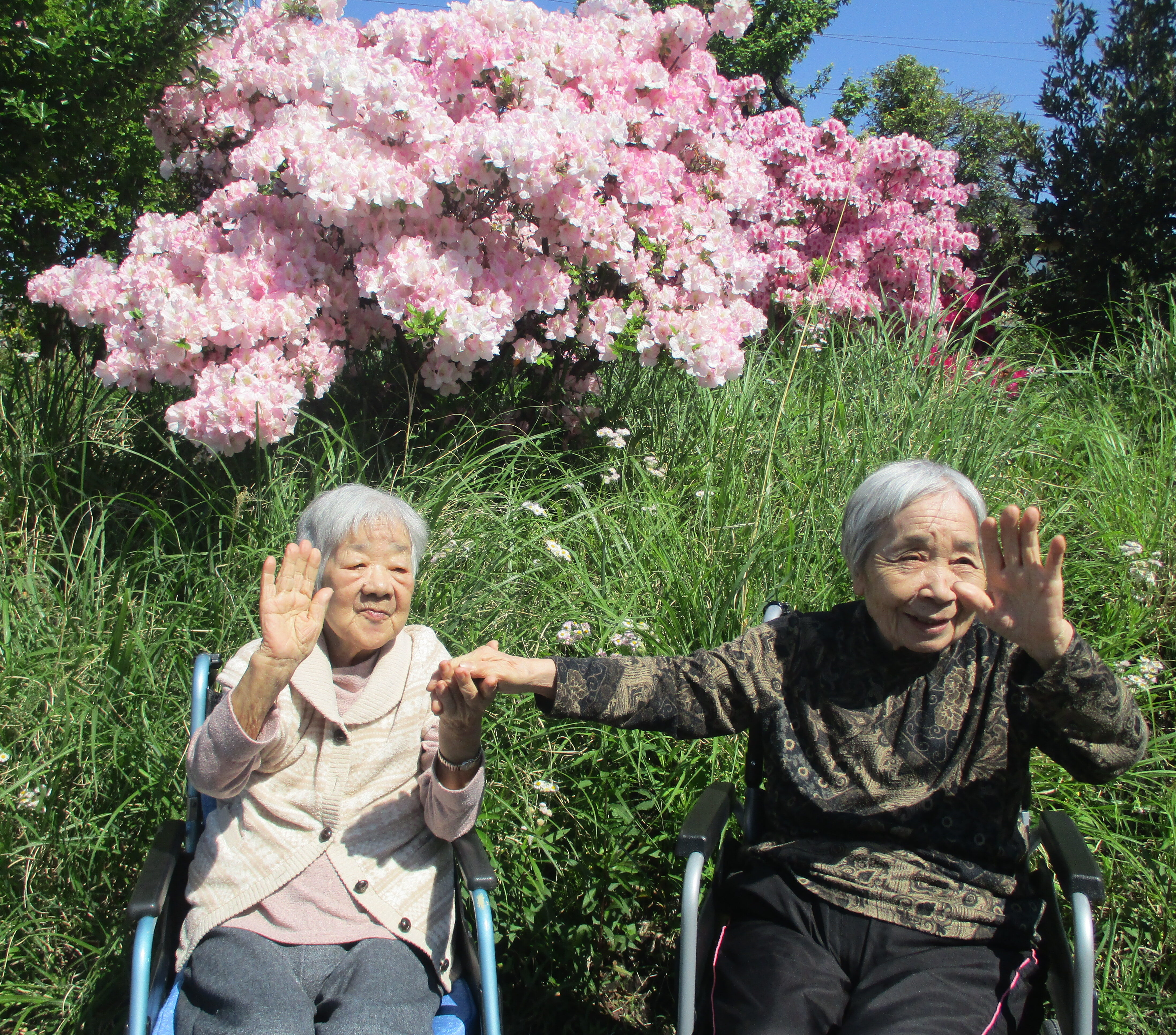 ツツジが満開🌸