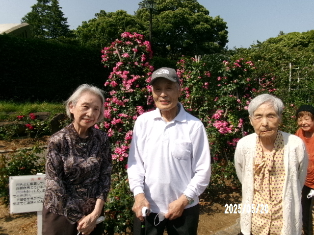 🌹バラ🌹鑑賞　散歩