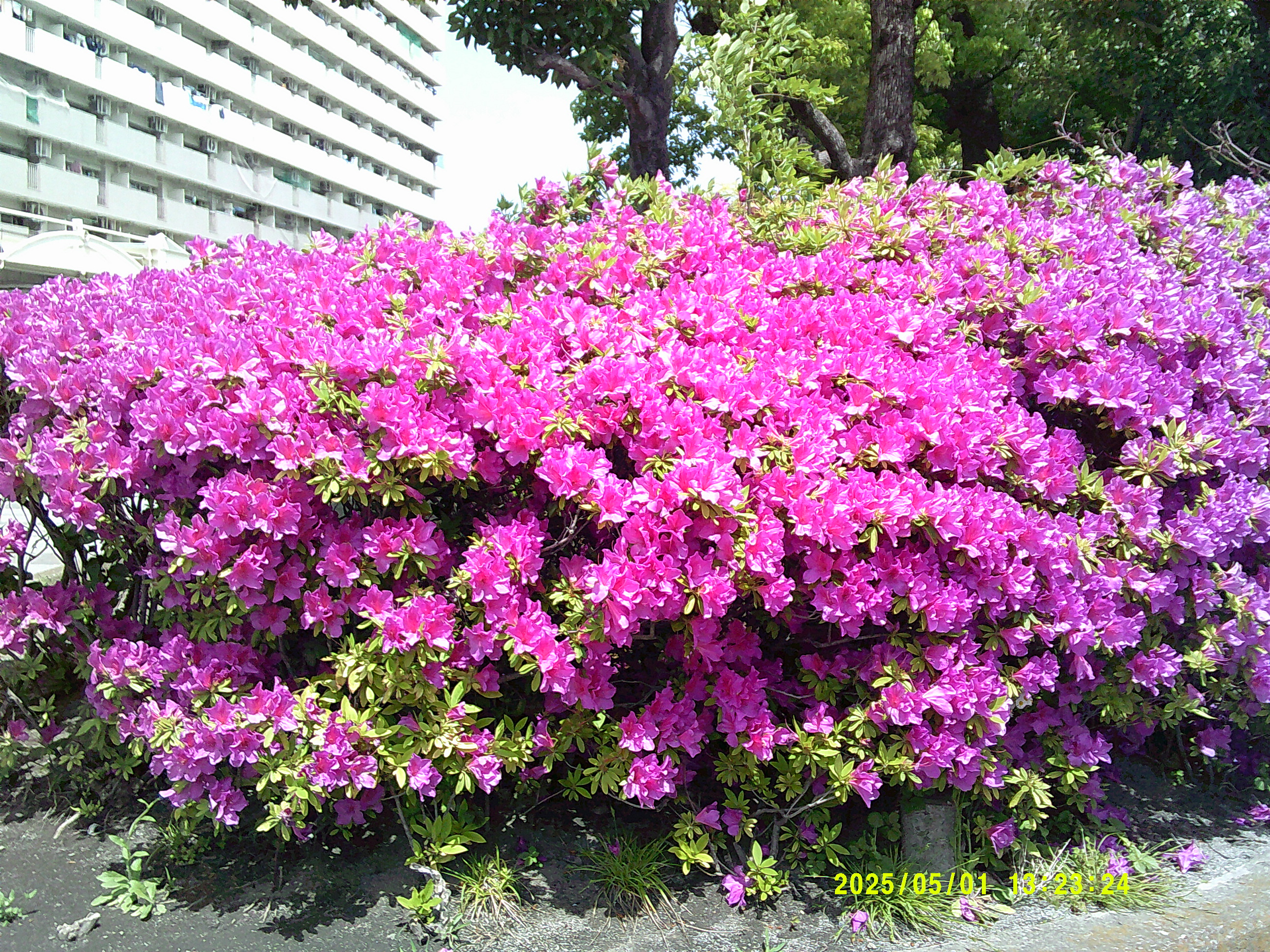 5月はお花が沢山さいてました🥀🌼