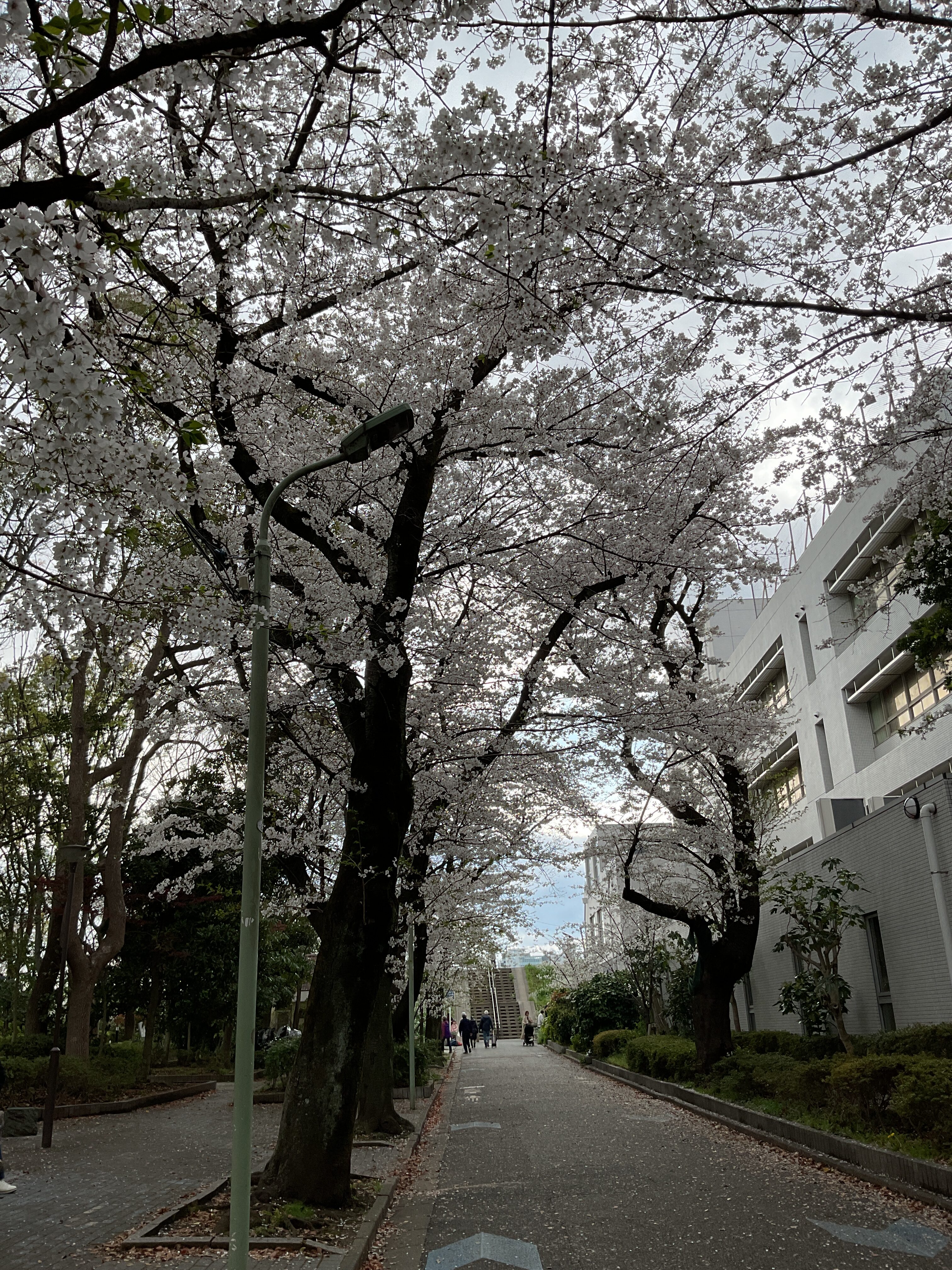 桜の季節🌸✨