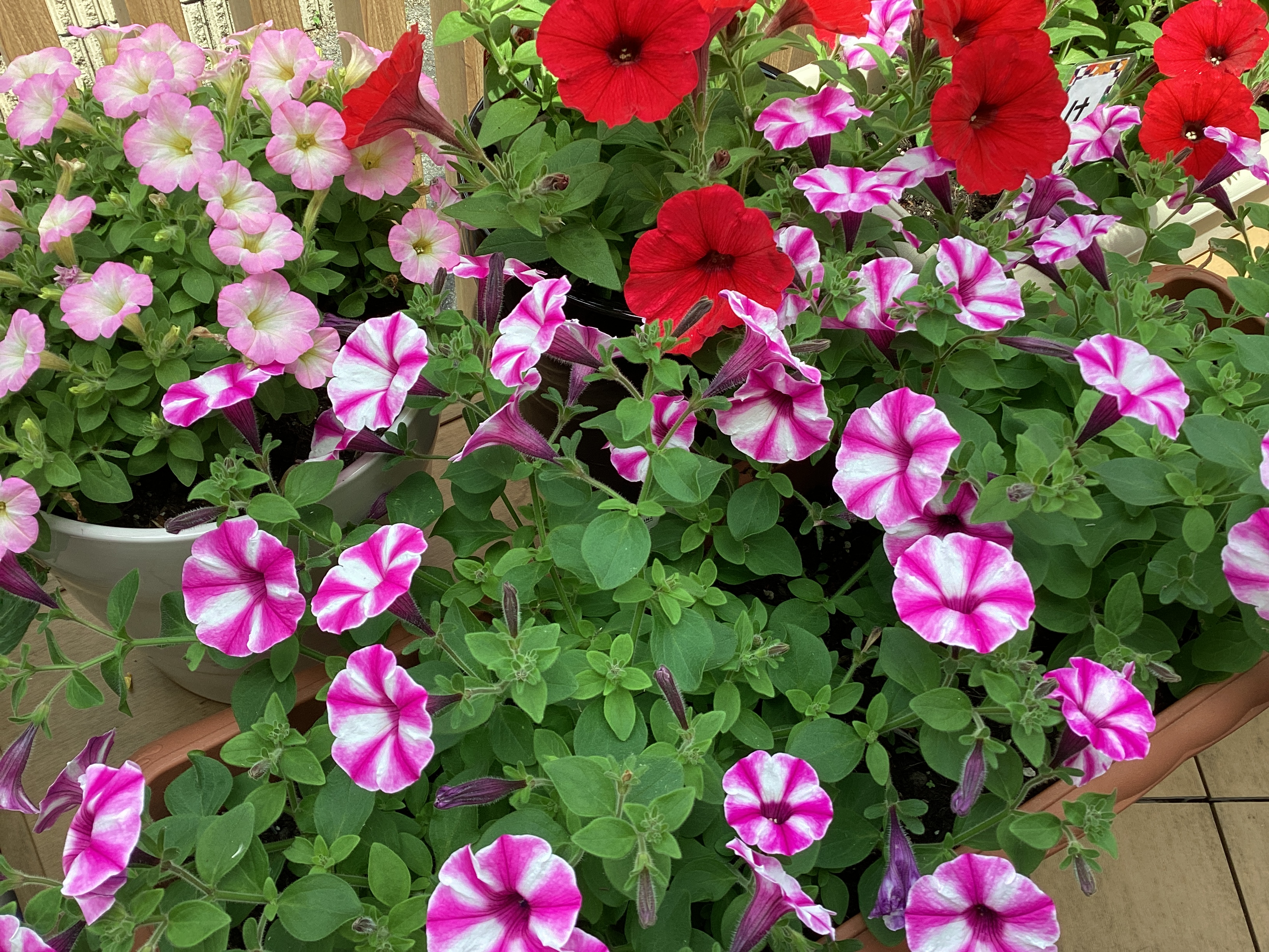 経過のうれしいご報告🌷🌼🌹ミモザ園芸部🌷🌼🌹