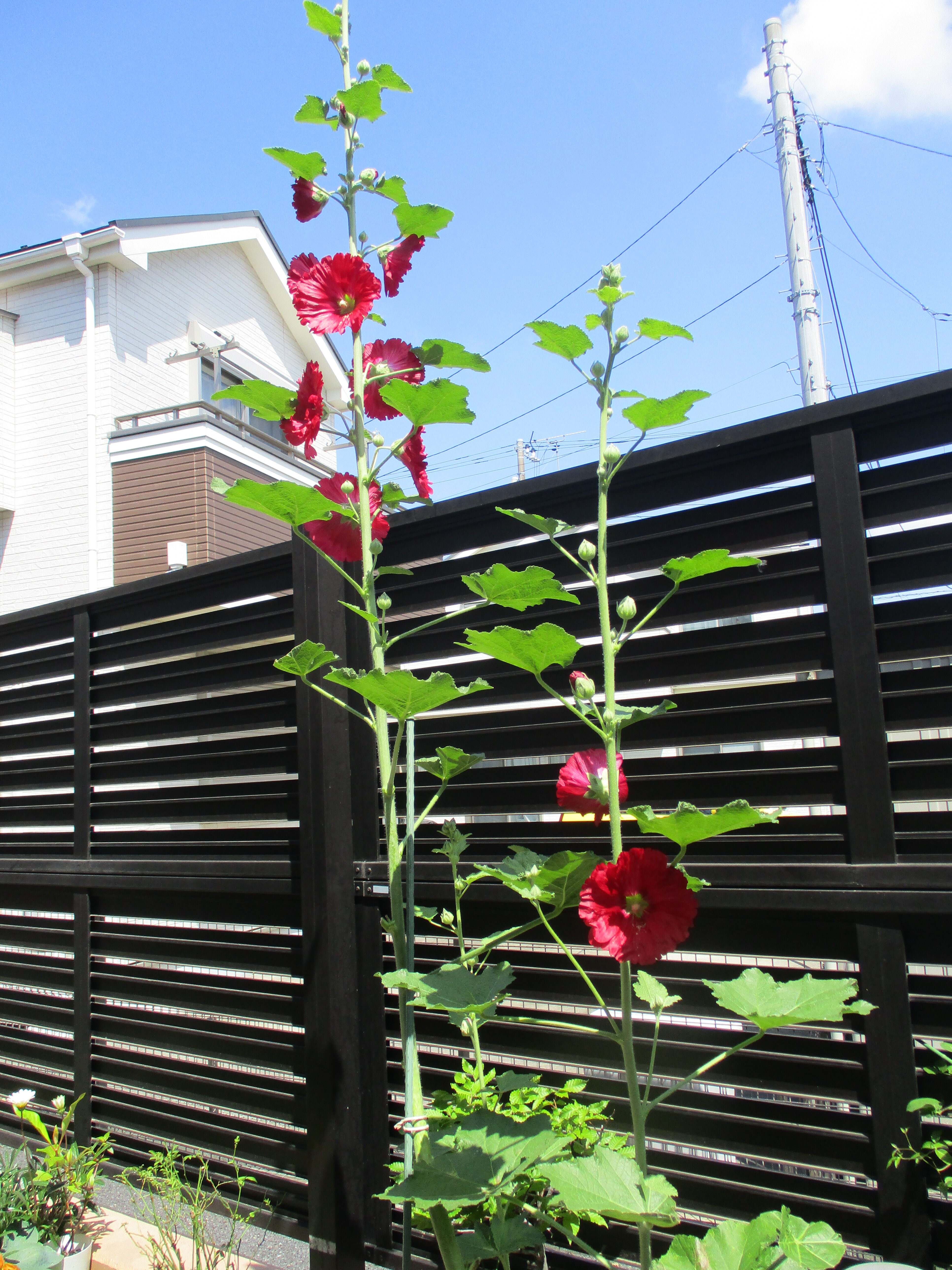 テラス花壇の花