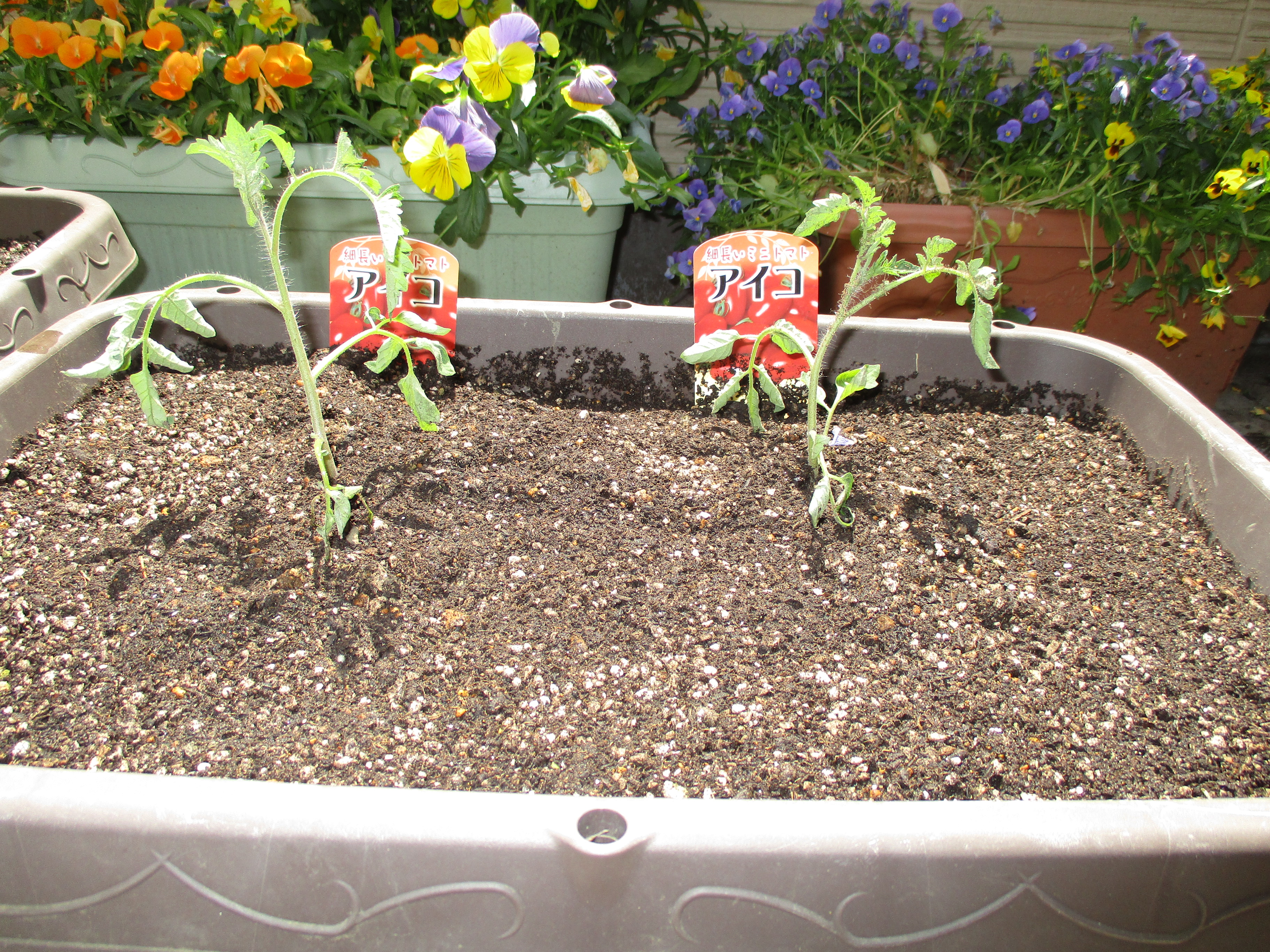 ミニトマト🍅植えました♪♪