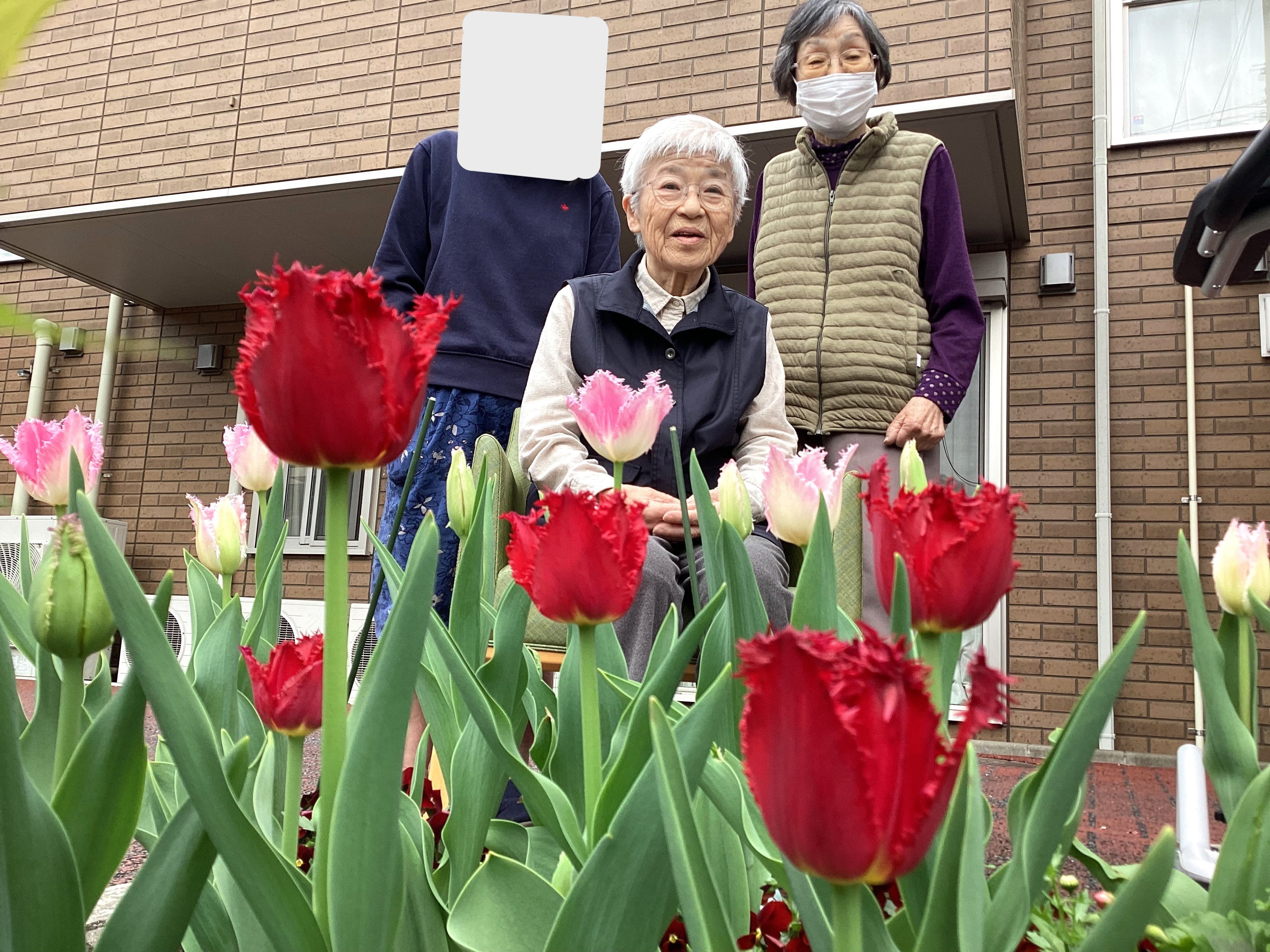 チューリップ🌷