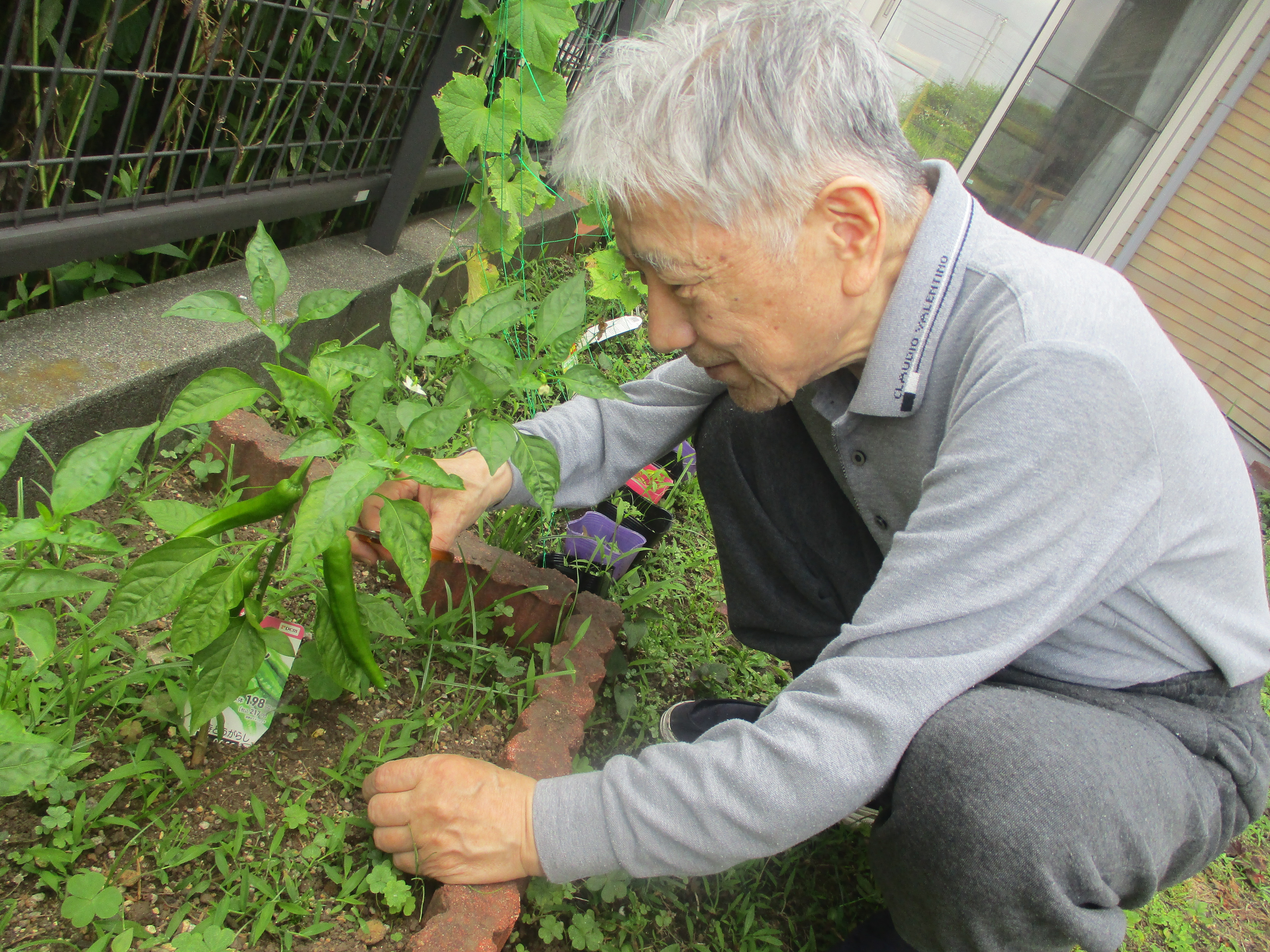野菜の収穫🍆