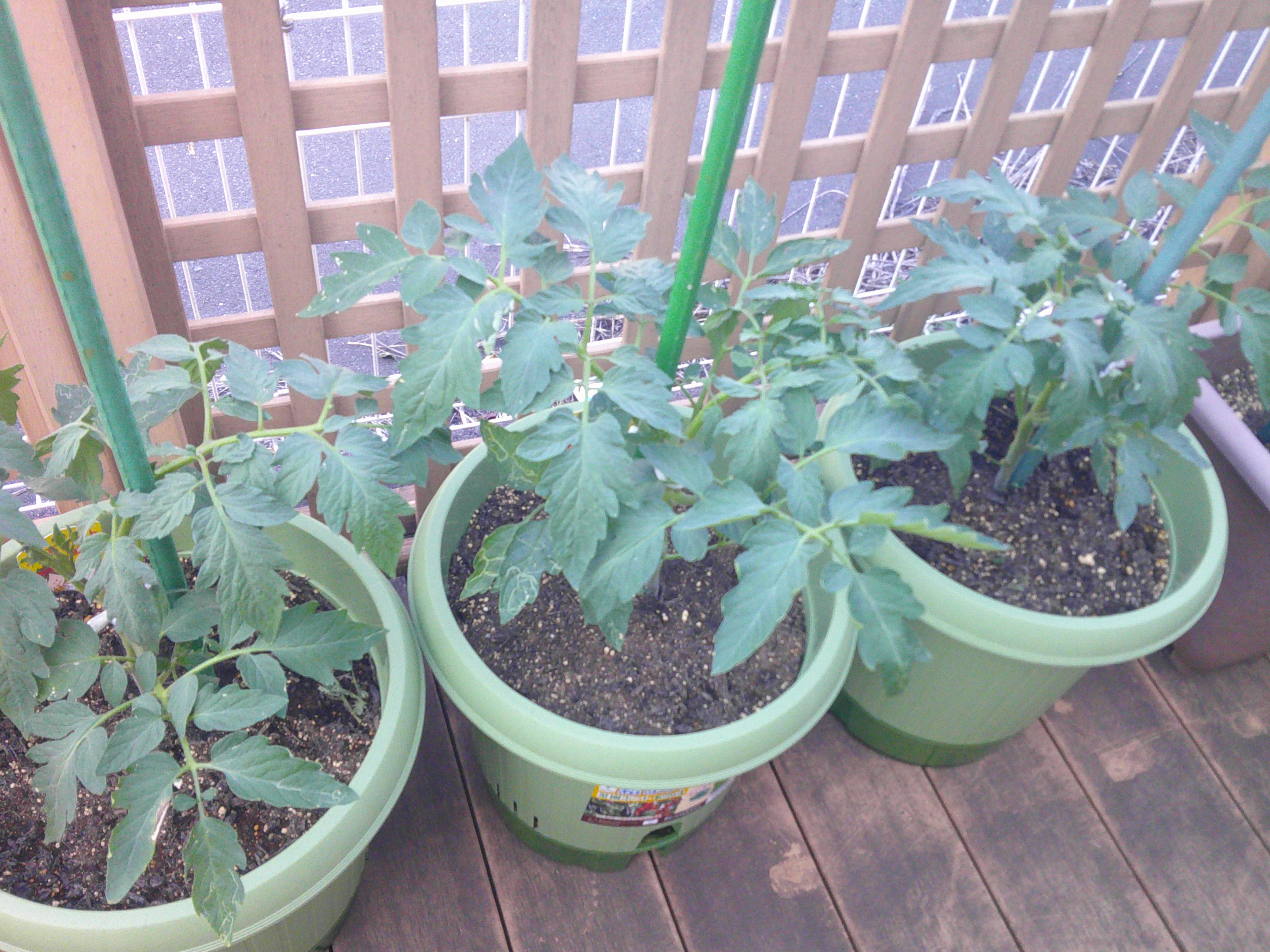 トマト栽培🍅