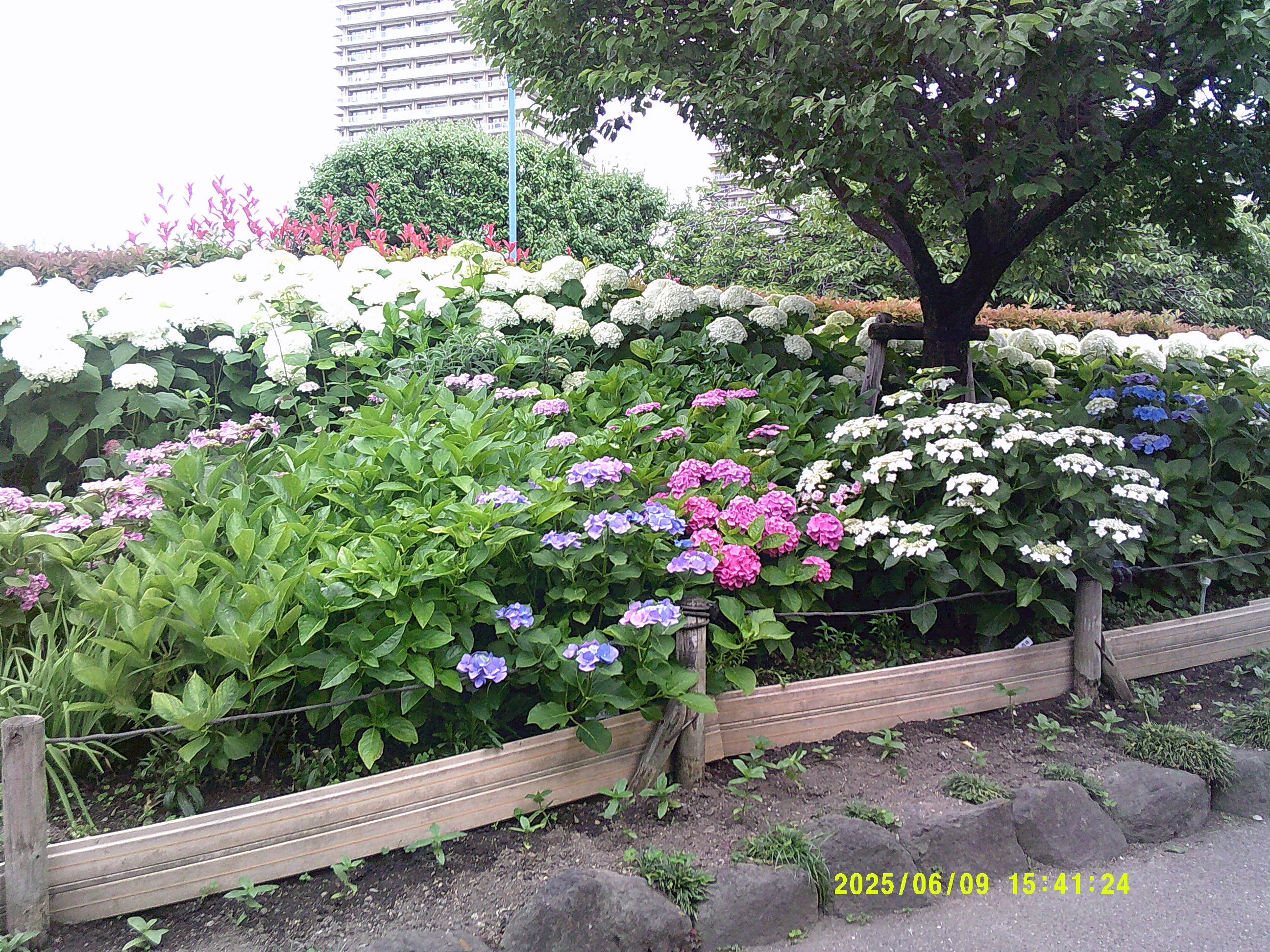 紫陽花を見に行きました。第三弾🚗