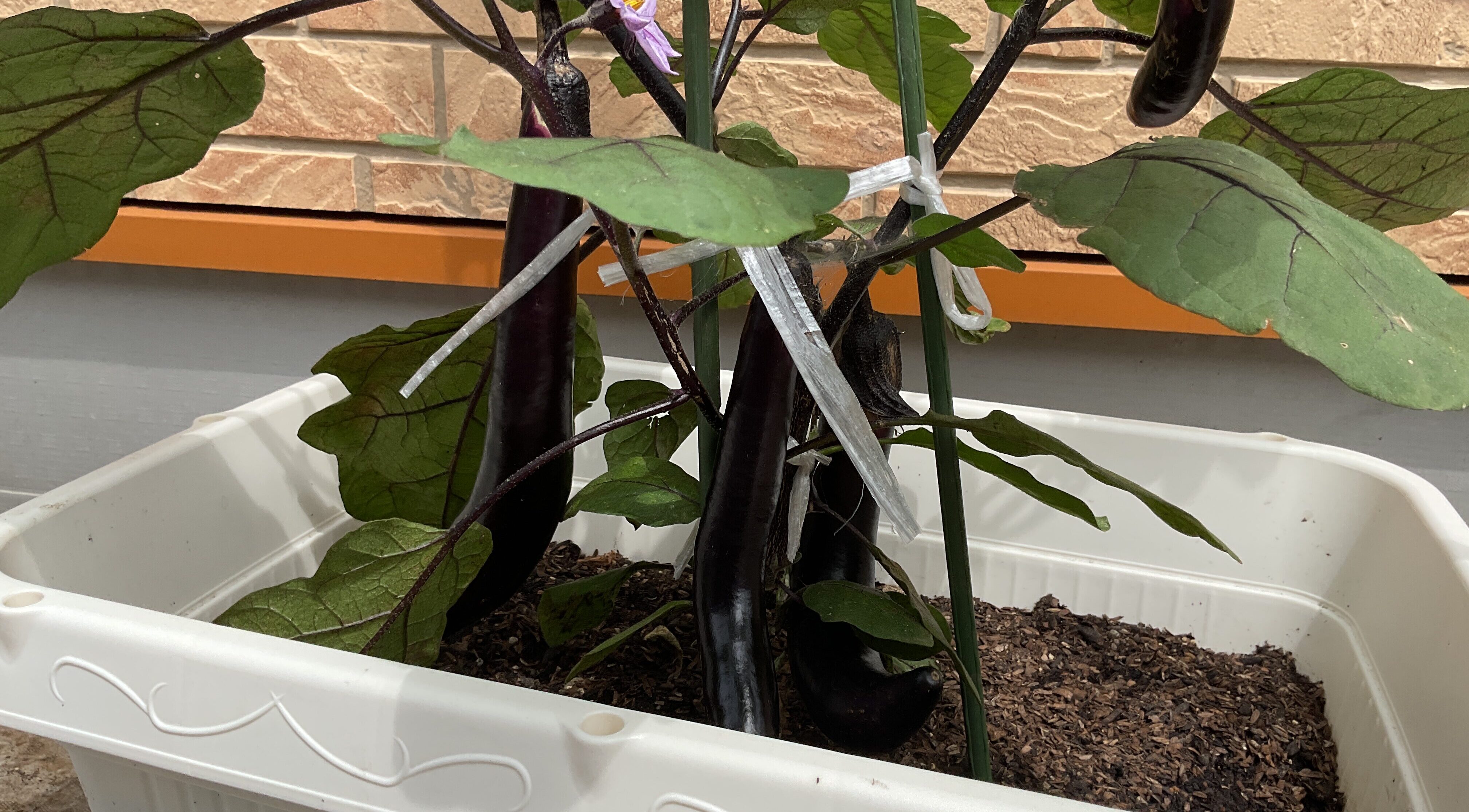 収穫をしよう！🌱✨
