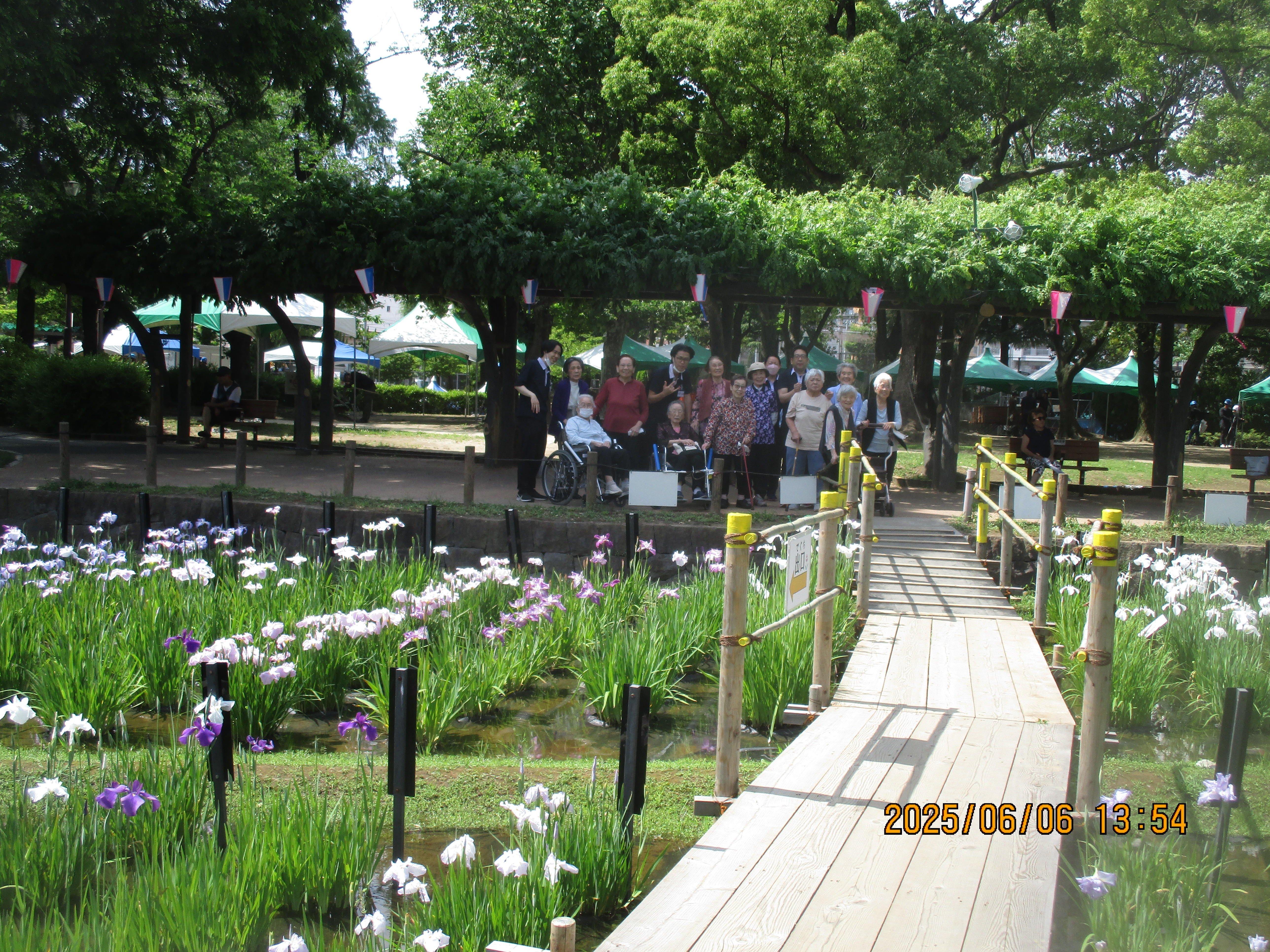 菖蒲沼公園で満開の菖蒲を見てきました！