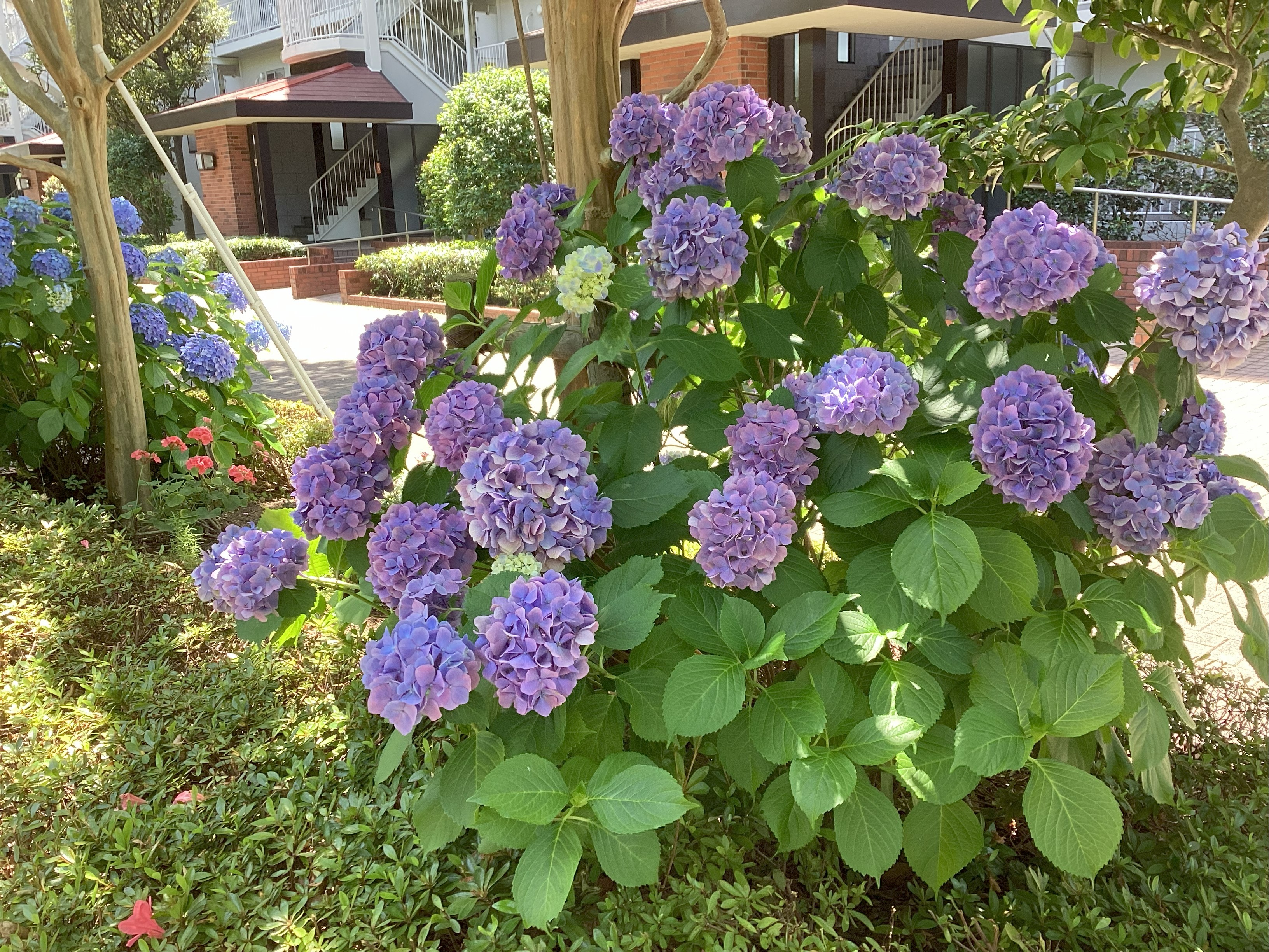 紫陽花を見にお散歩
