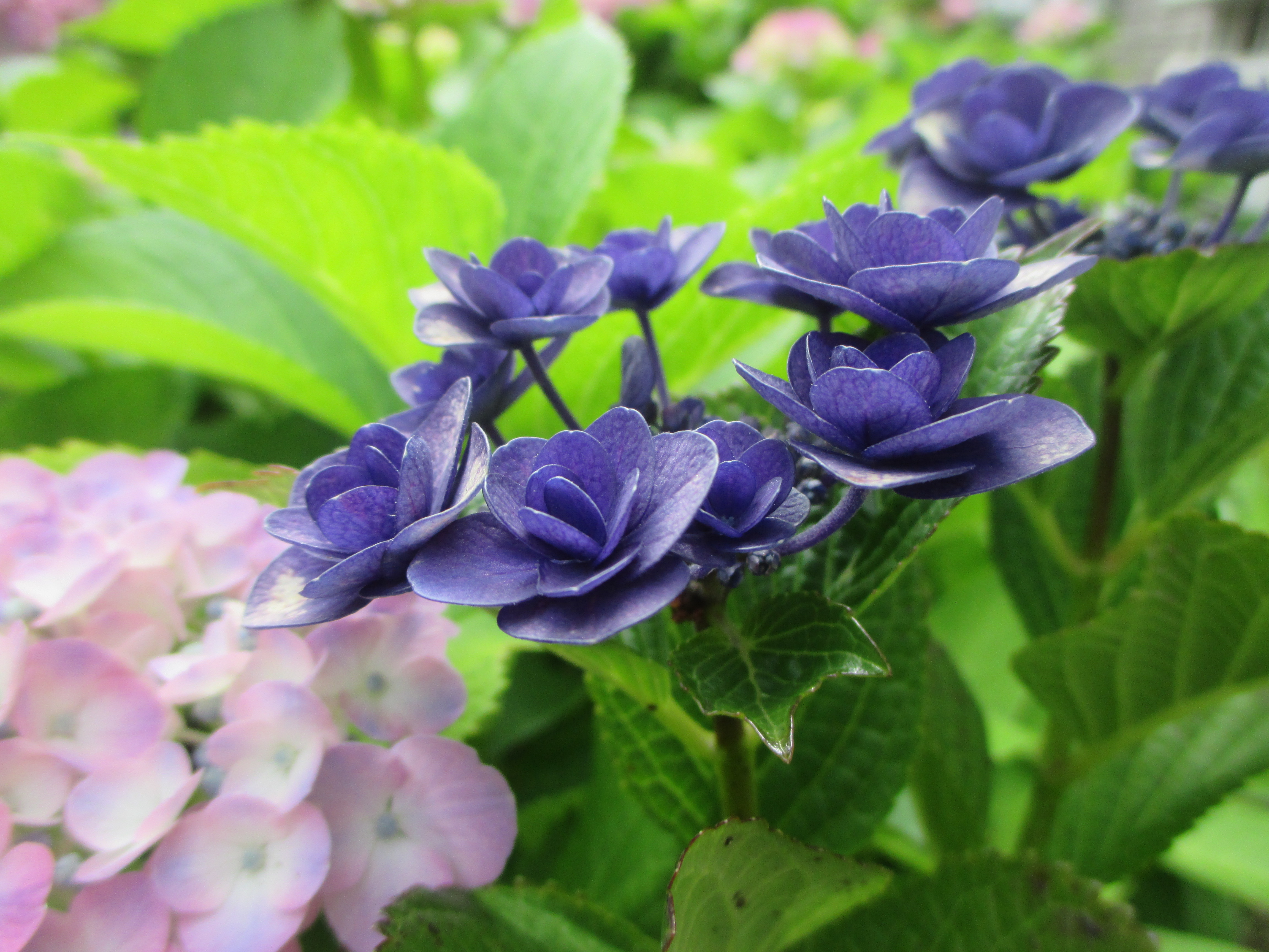 敷地内の季節の花（紫陽花）