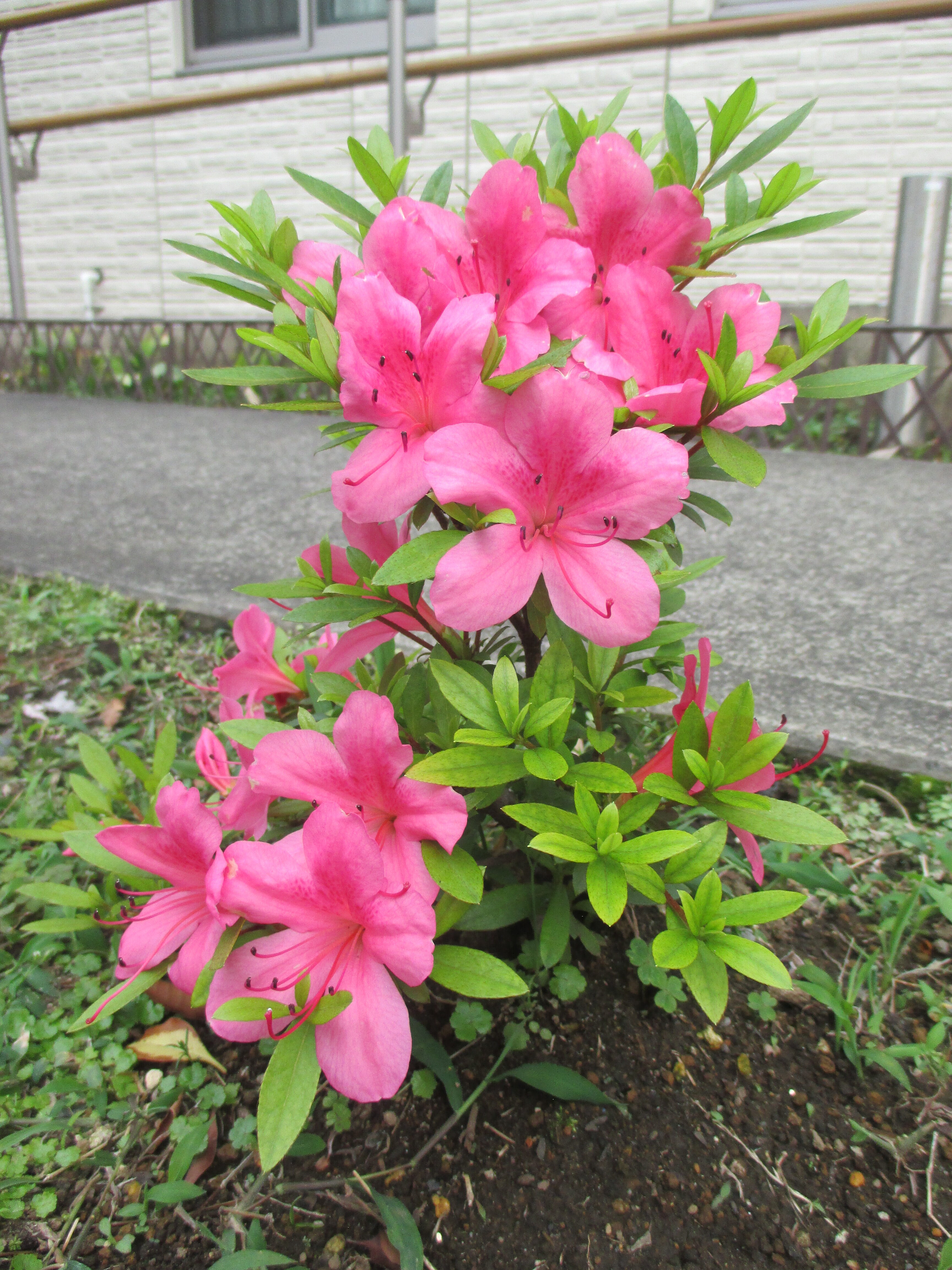敷地内の季節の花　2（ツツジと他の花達）