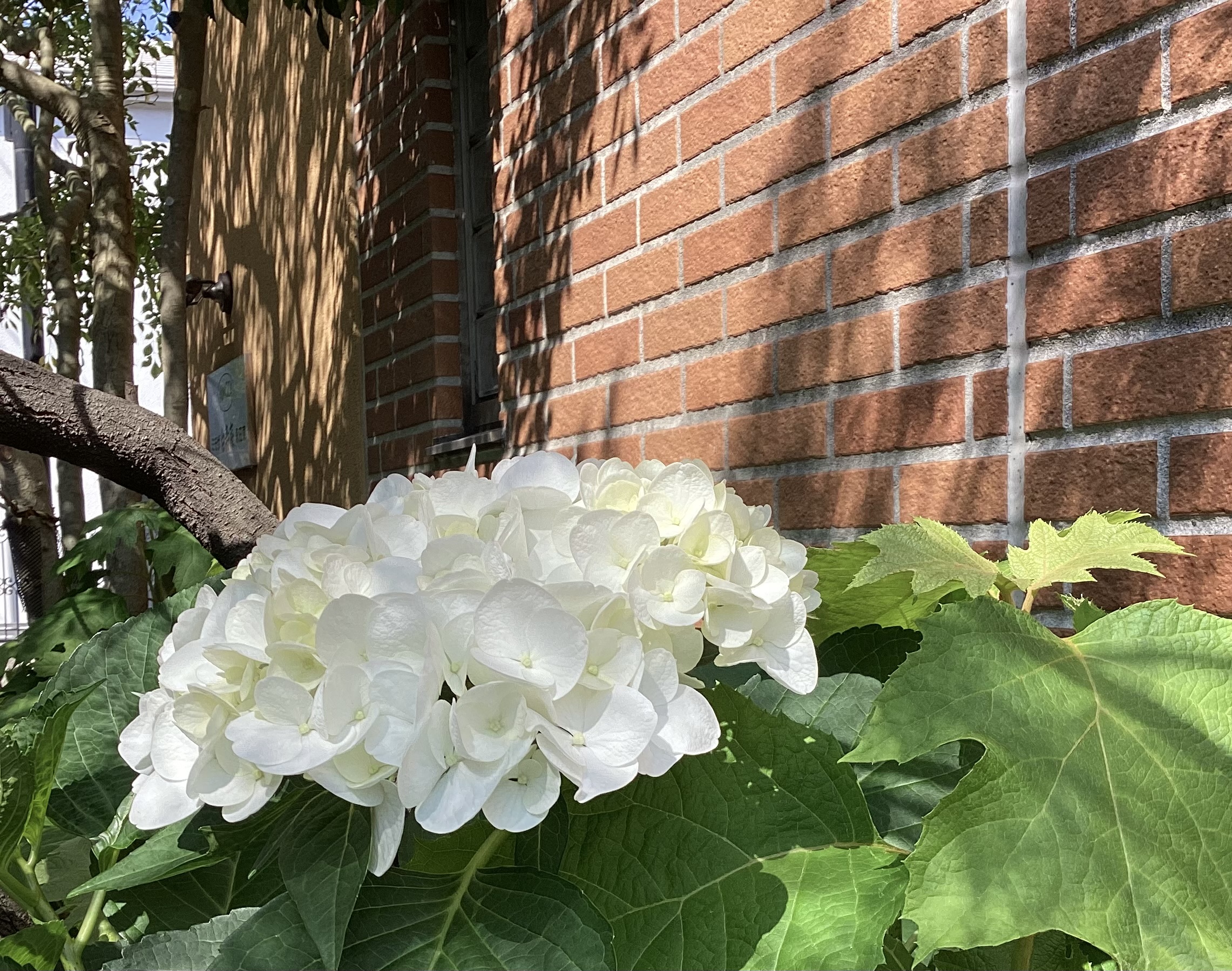 6月になりました