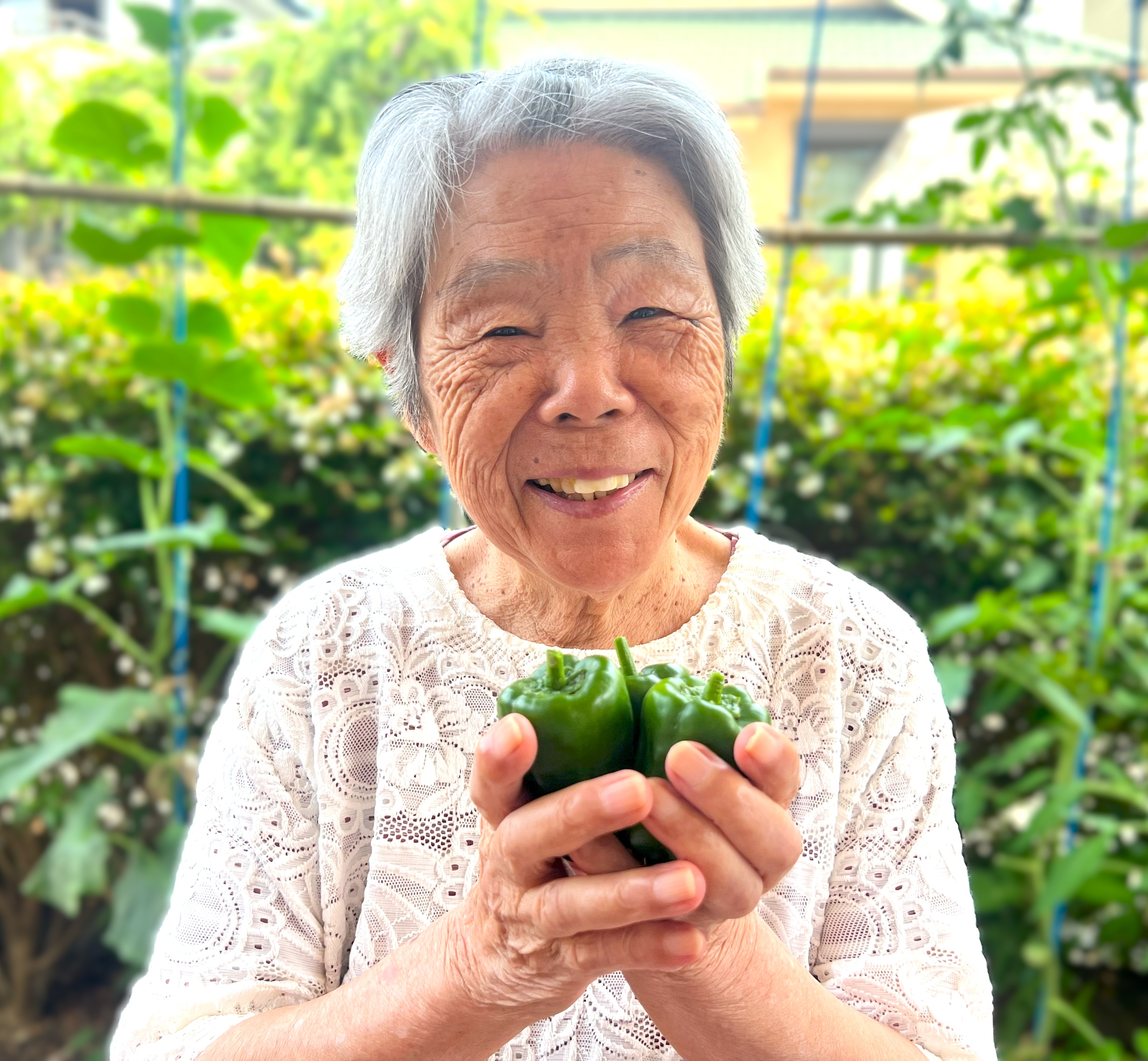 夏野菜育成計画~ピーマン収穫~